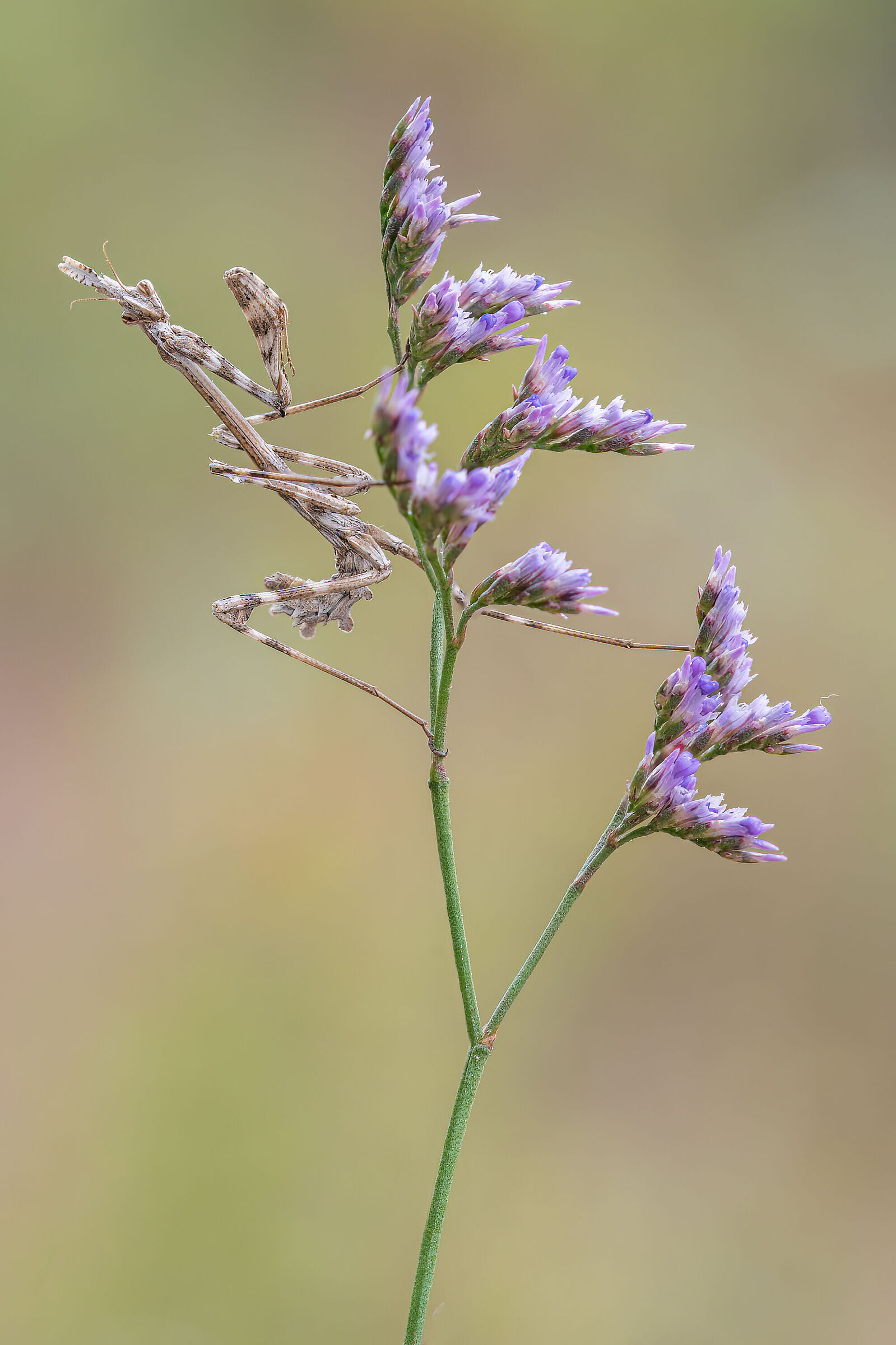 Empusa pennata (Female)