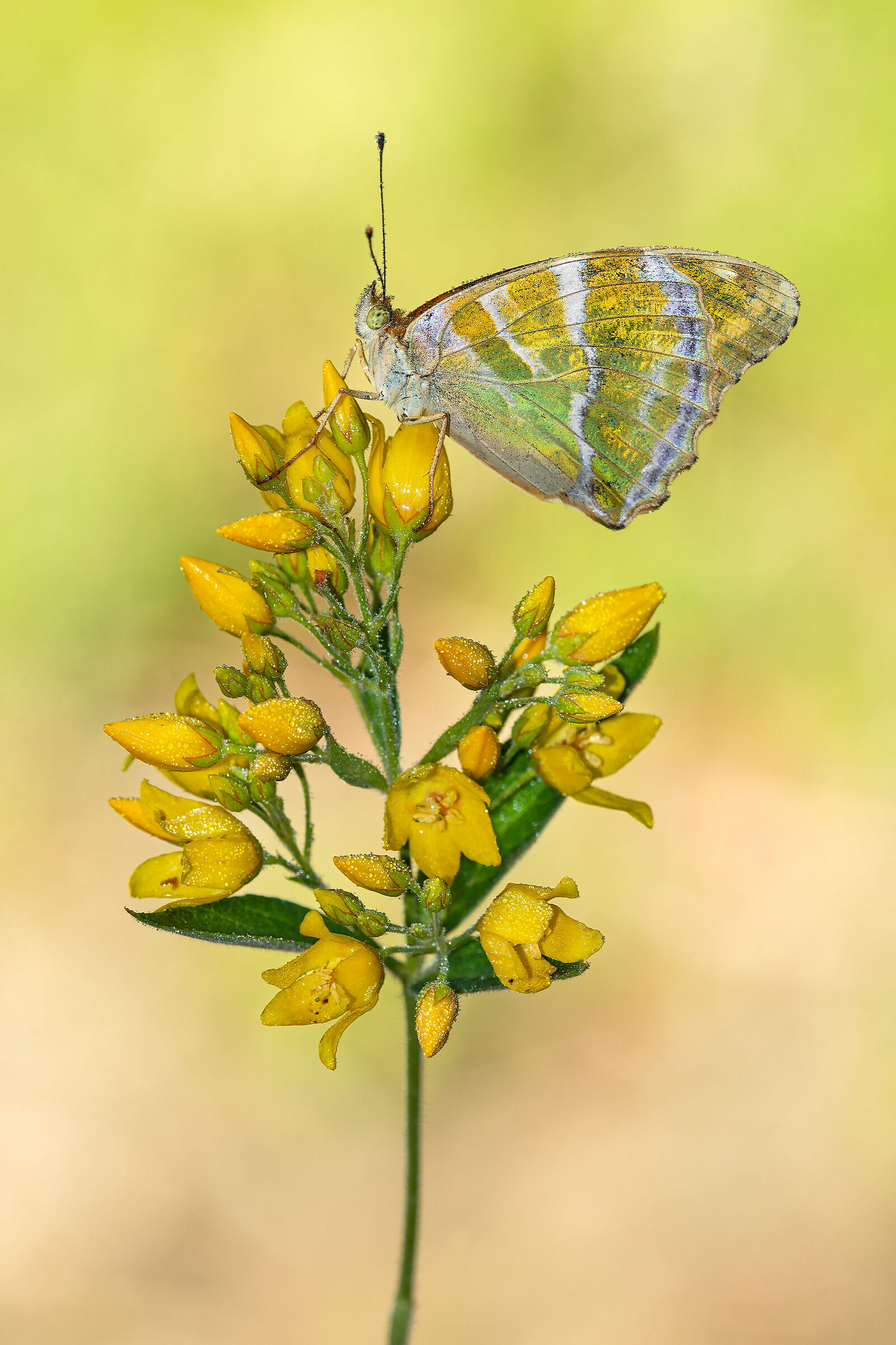 Argynnis paphia