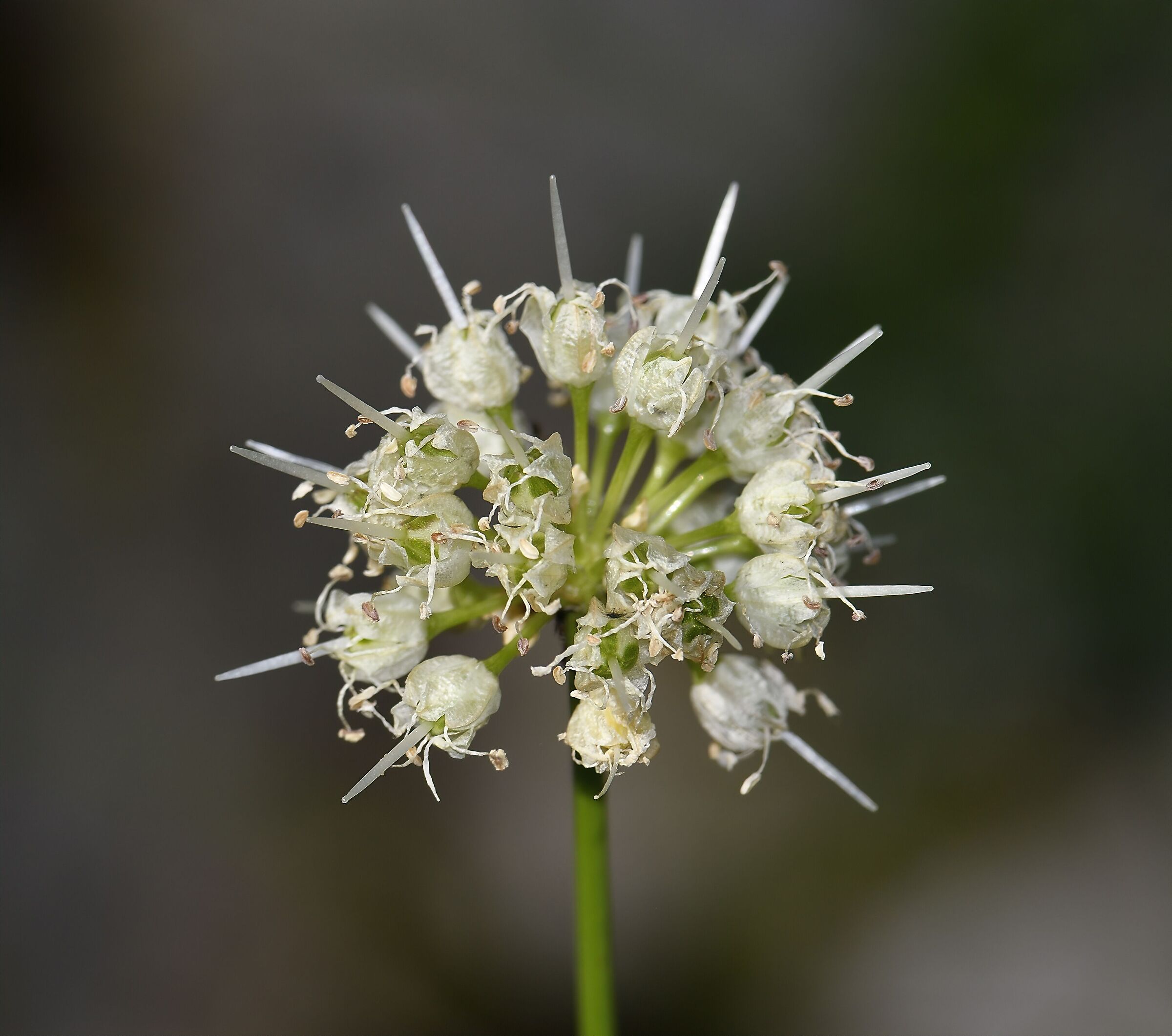 Garlic in bloom