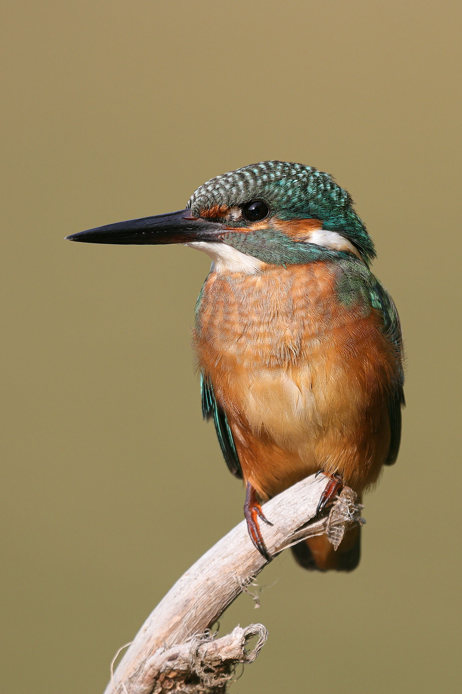 Kingfisher (Alcedo at this)