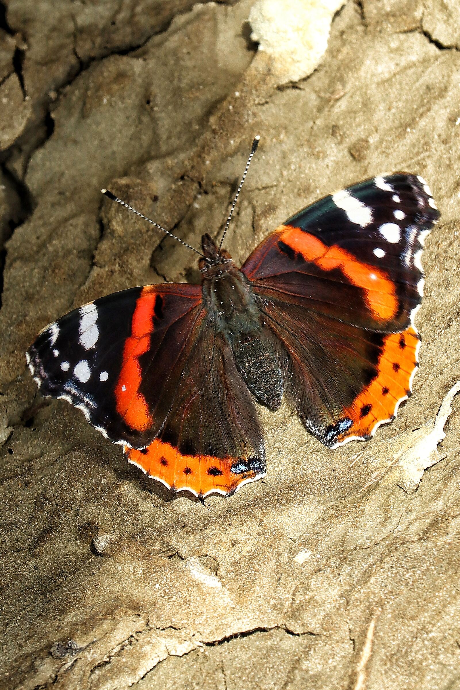 Vanessa atalanta
