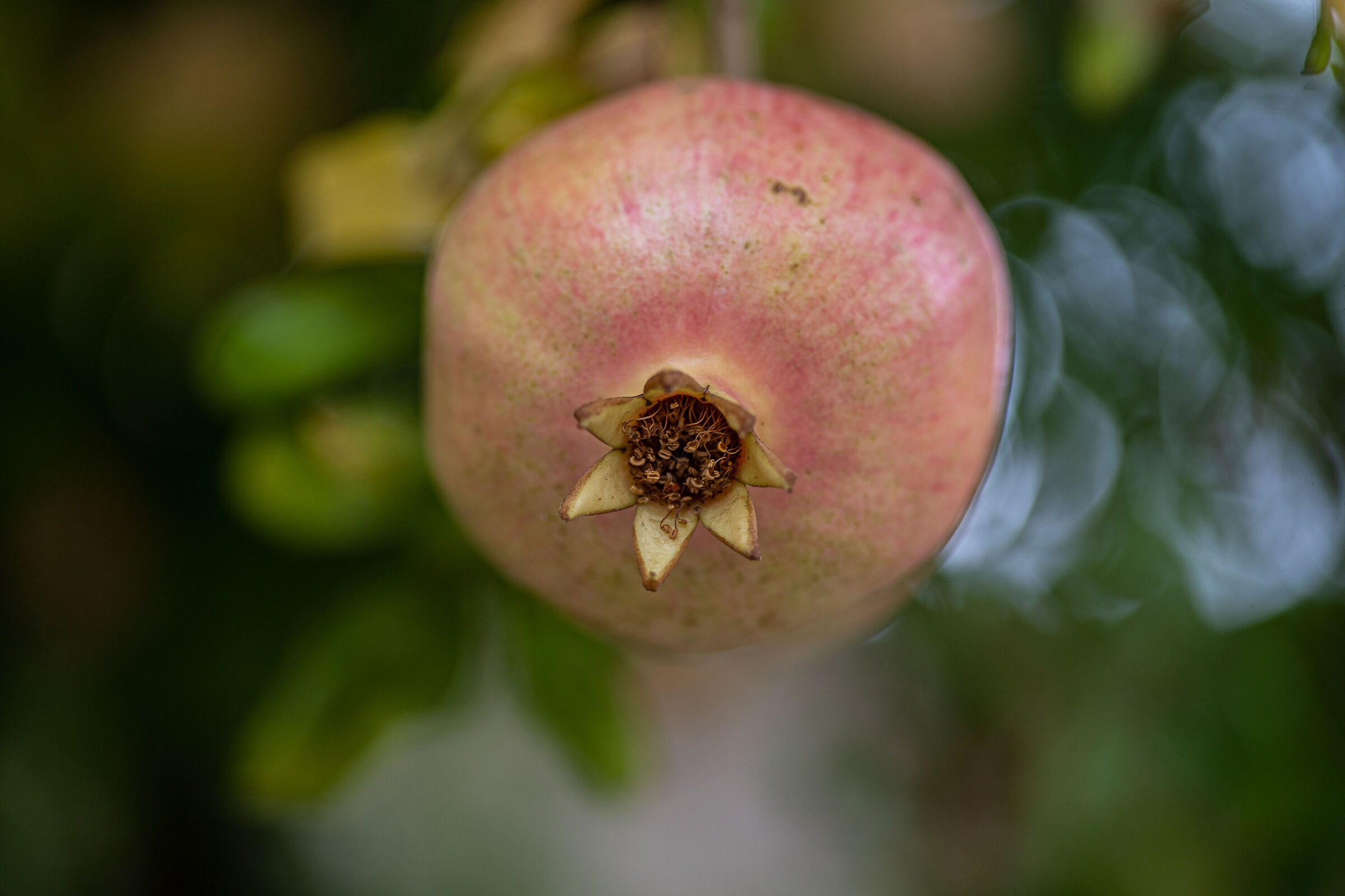 Sigma 105mm prima serie 2.8