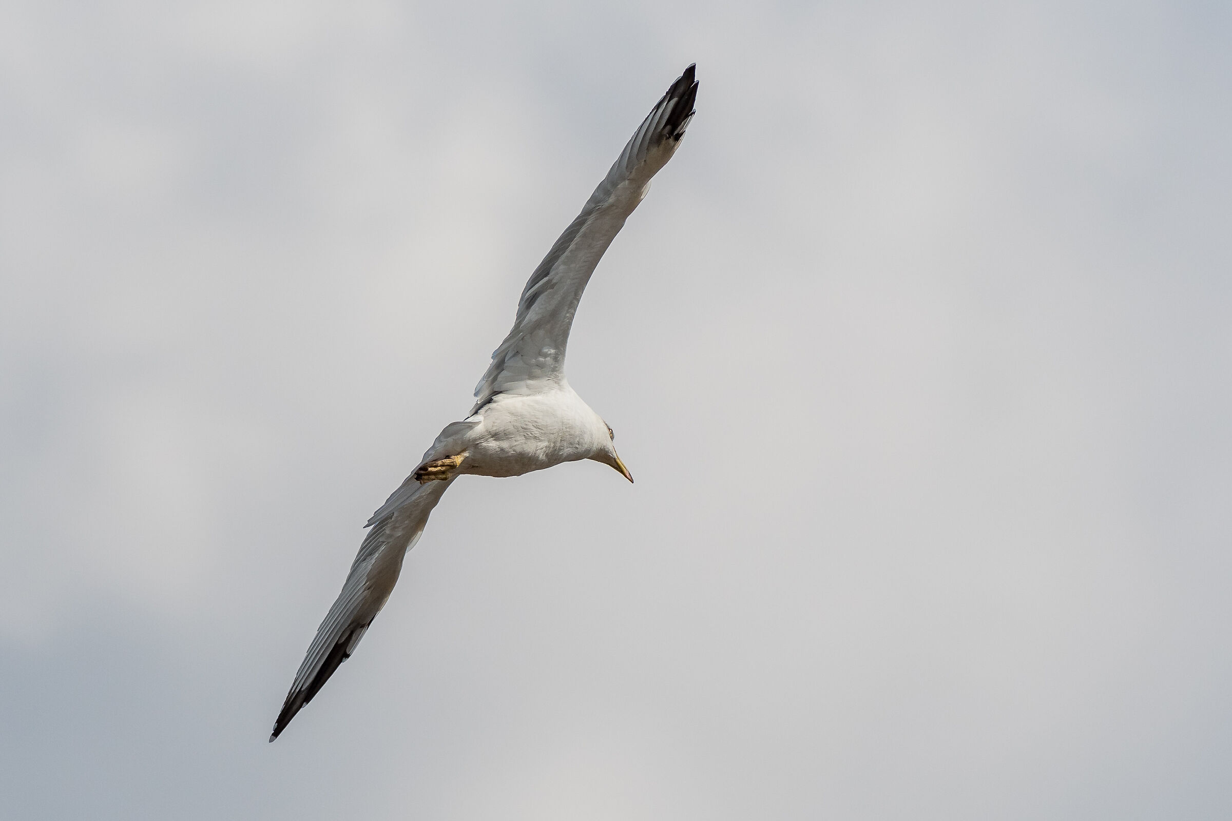 Gull