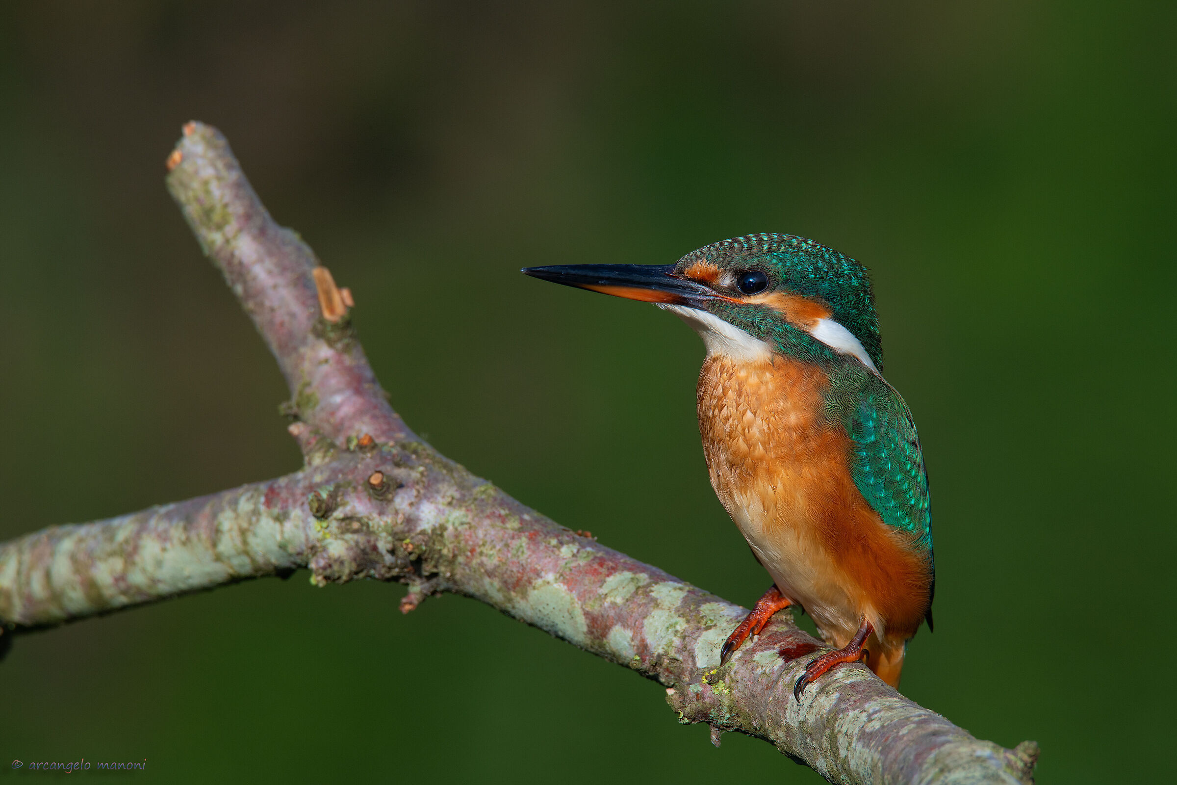 When a martina lends itself to a portrait