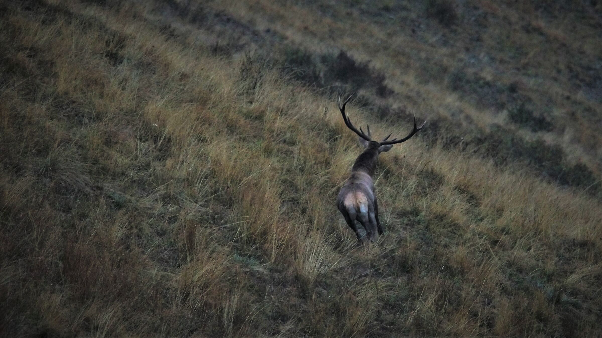 I'm looking for a bear