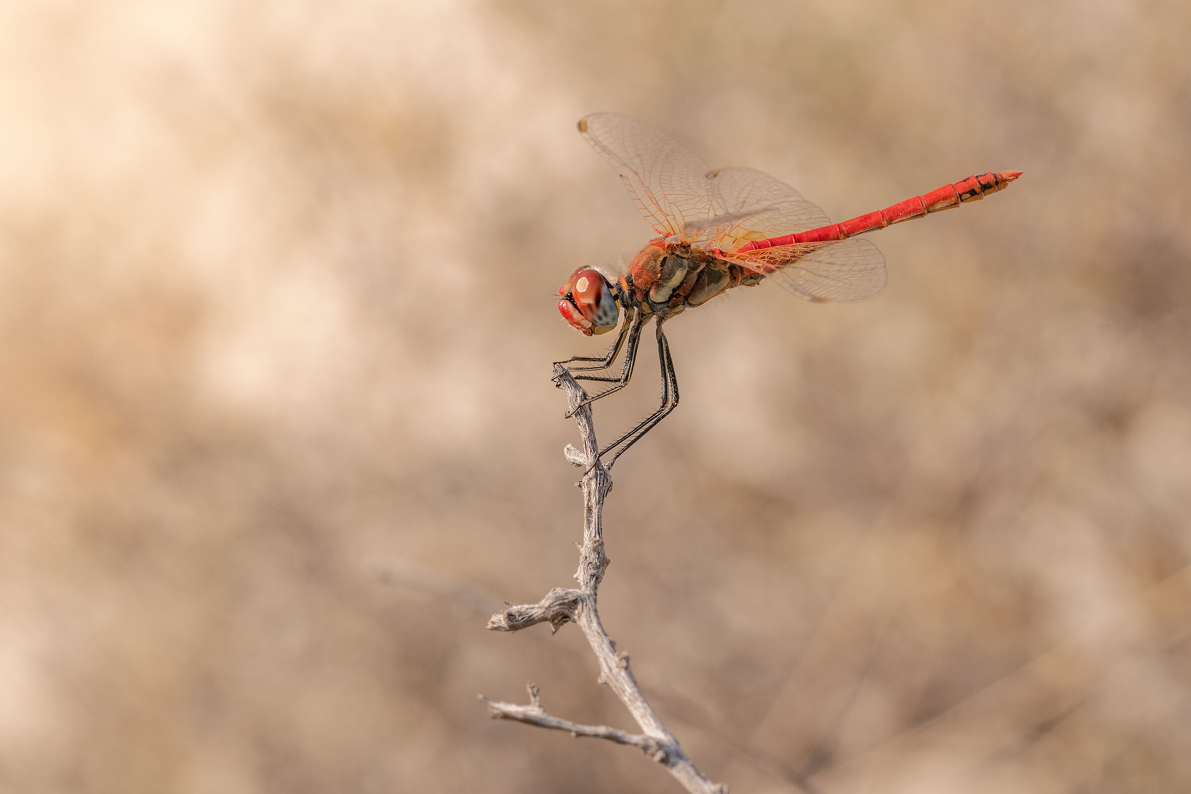 Sympetrum fonscolombii 1