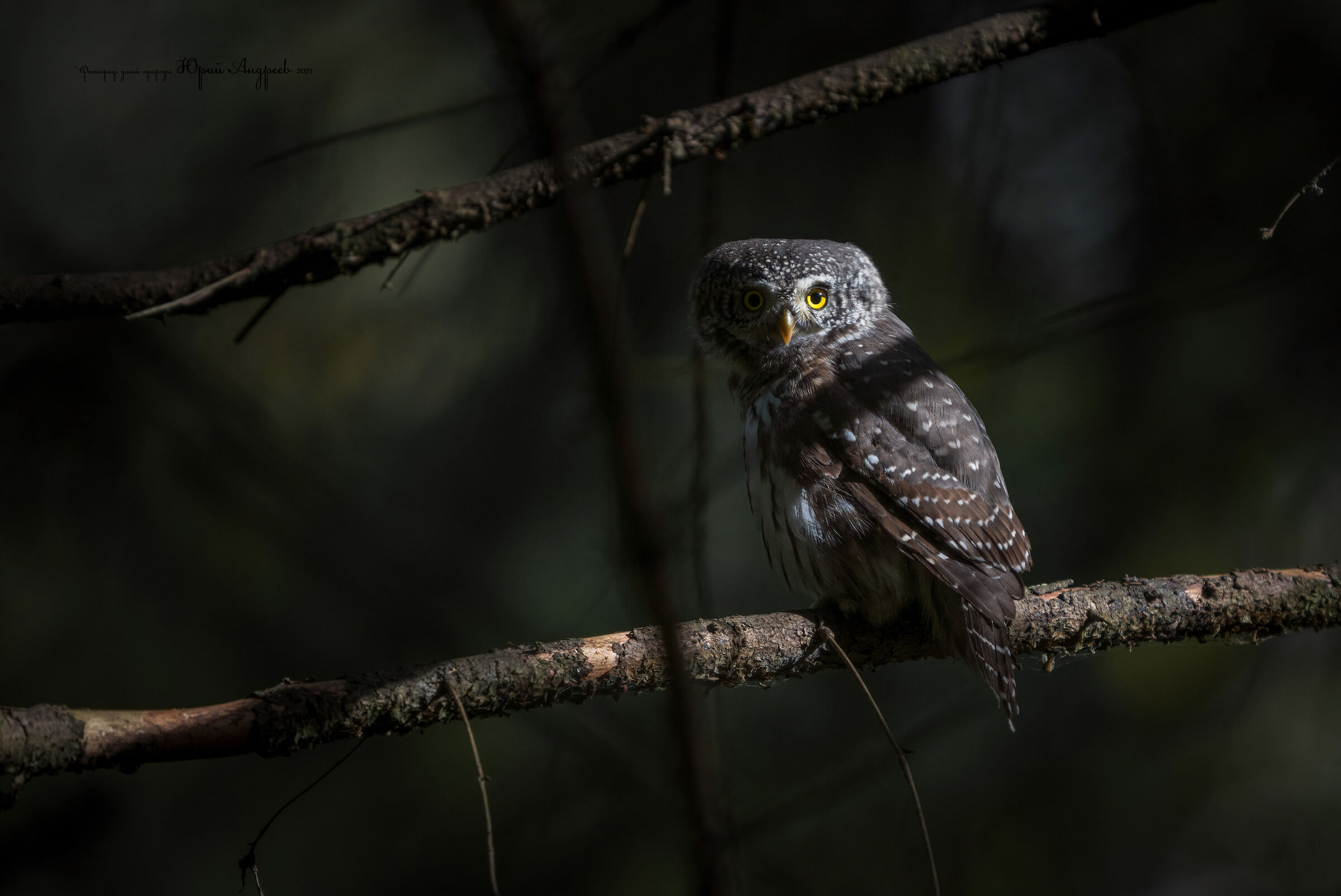 Gufo pigmeo eurasiatico