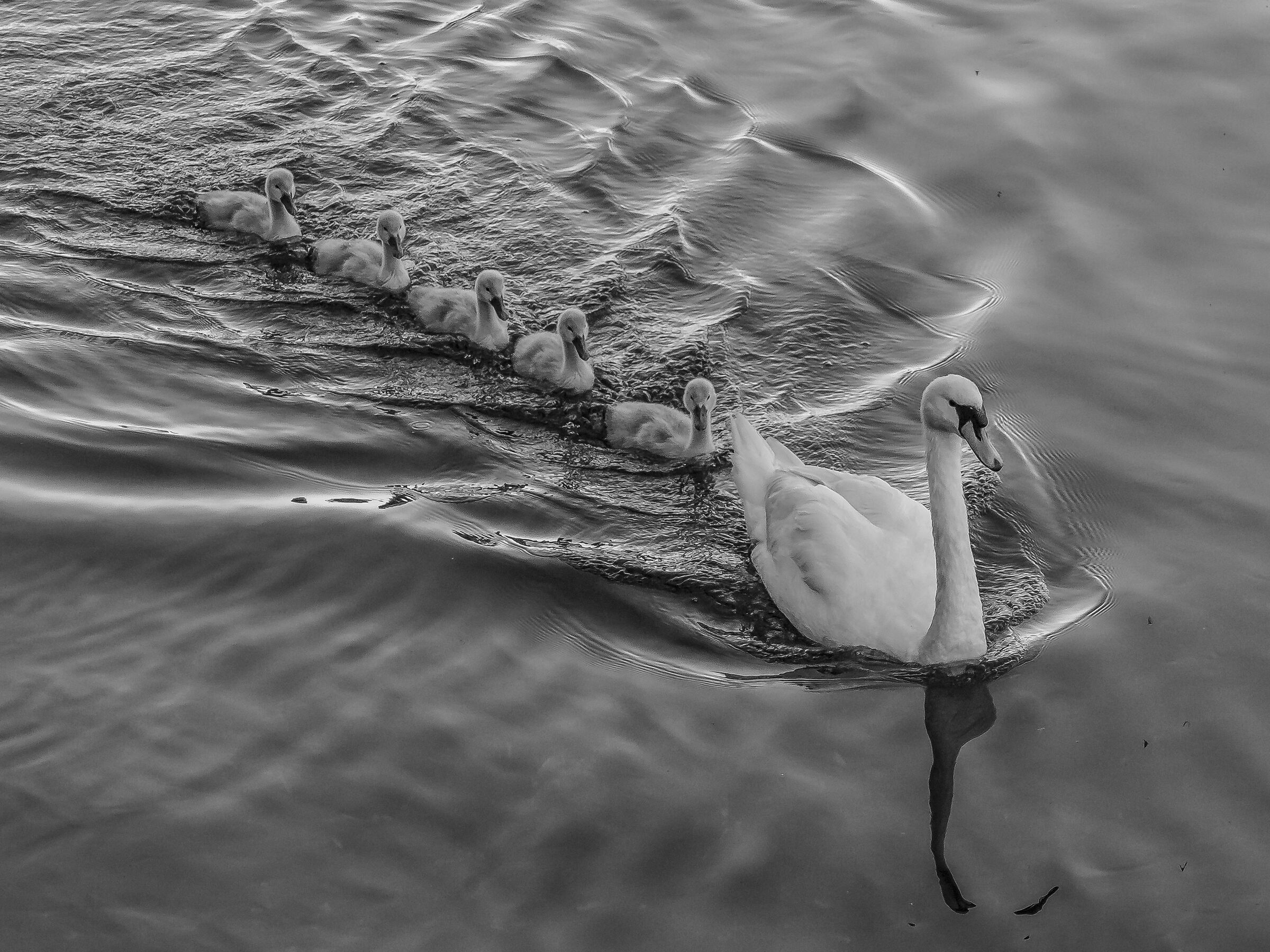 Monochrome swans - 2
