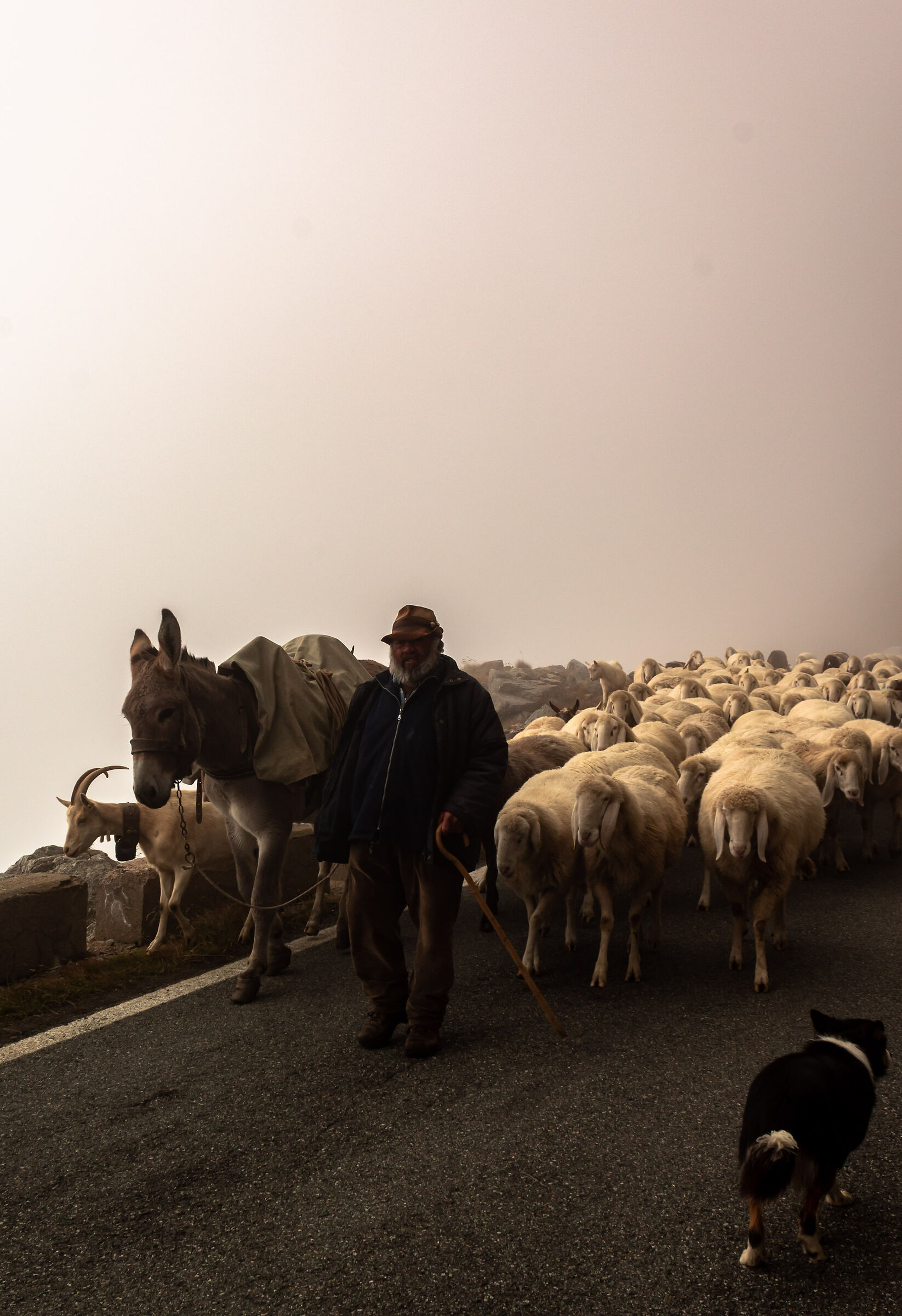 shepherd along the way to the hill of Nivolet