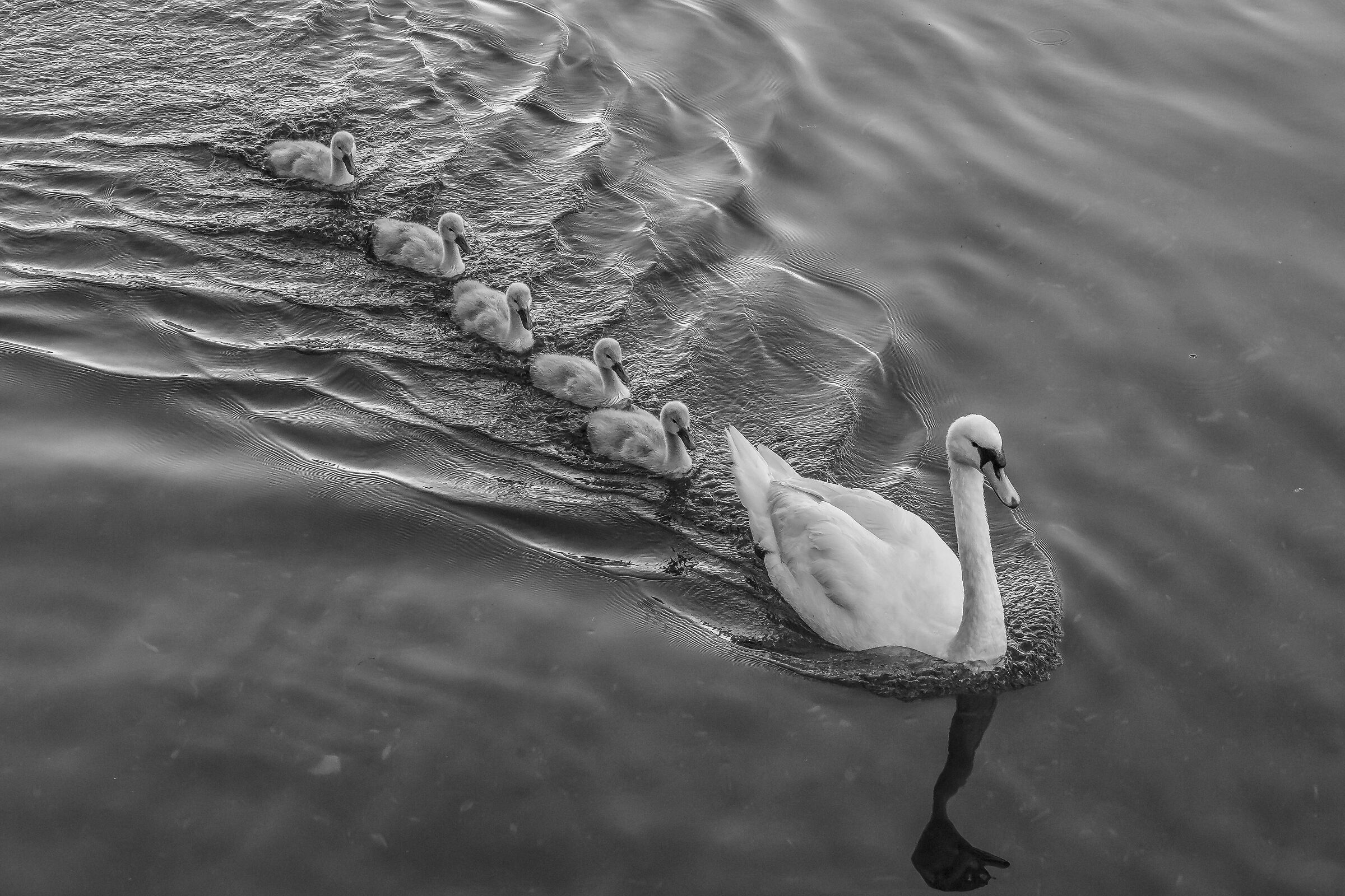 Monochrome swans - 3