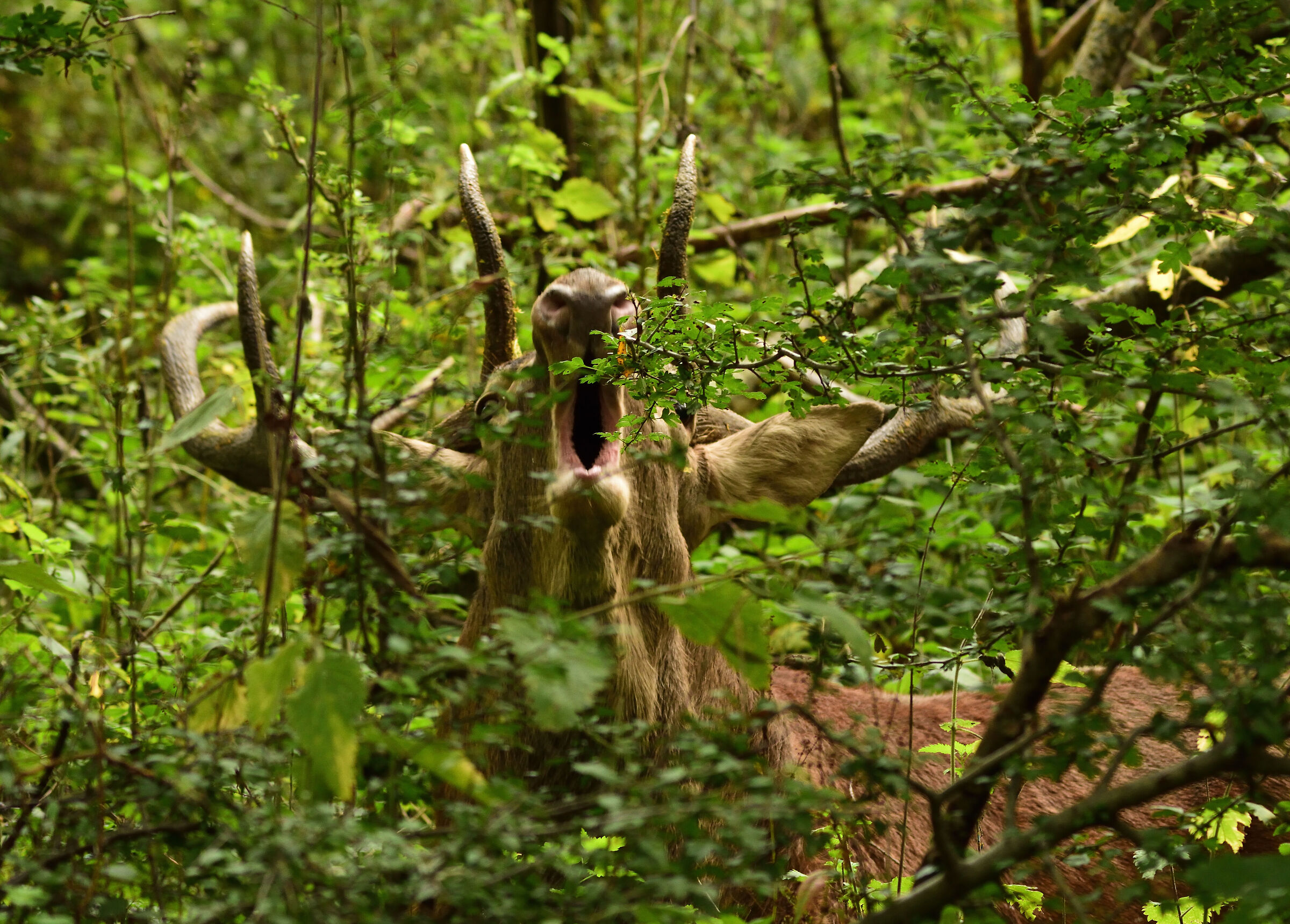 Bramito tra la vegetazione