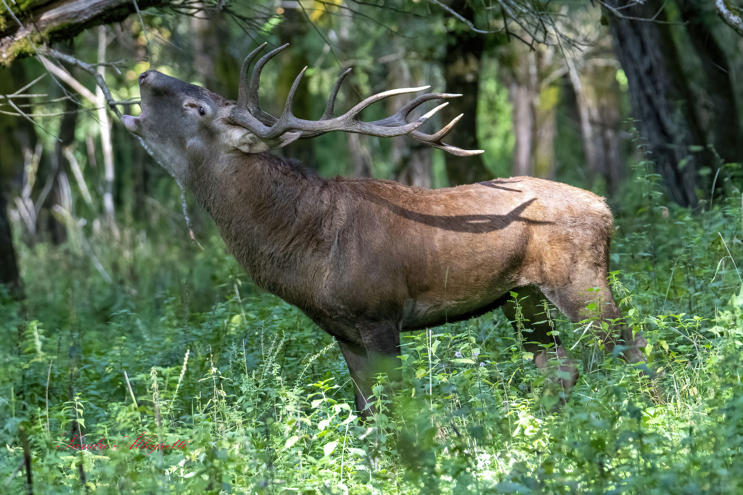 Il cervo nobile (Cervus elaphus)