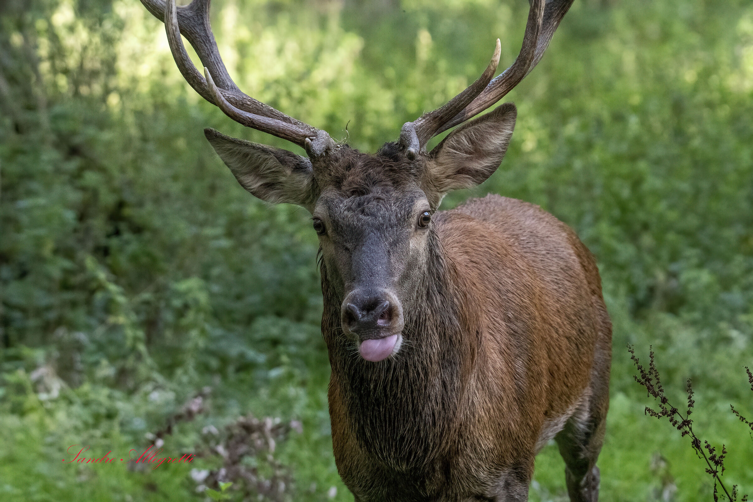 Il cervo nobile (Cervus elaphus)