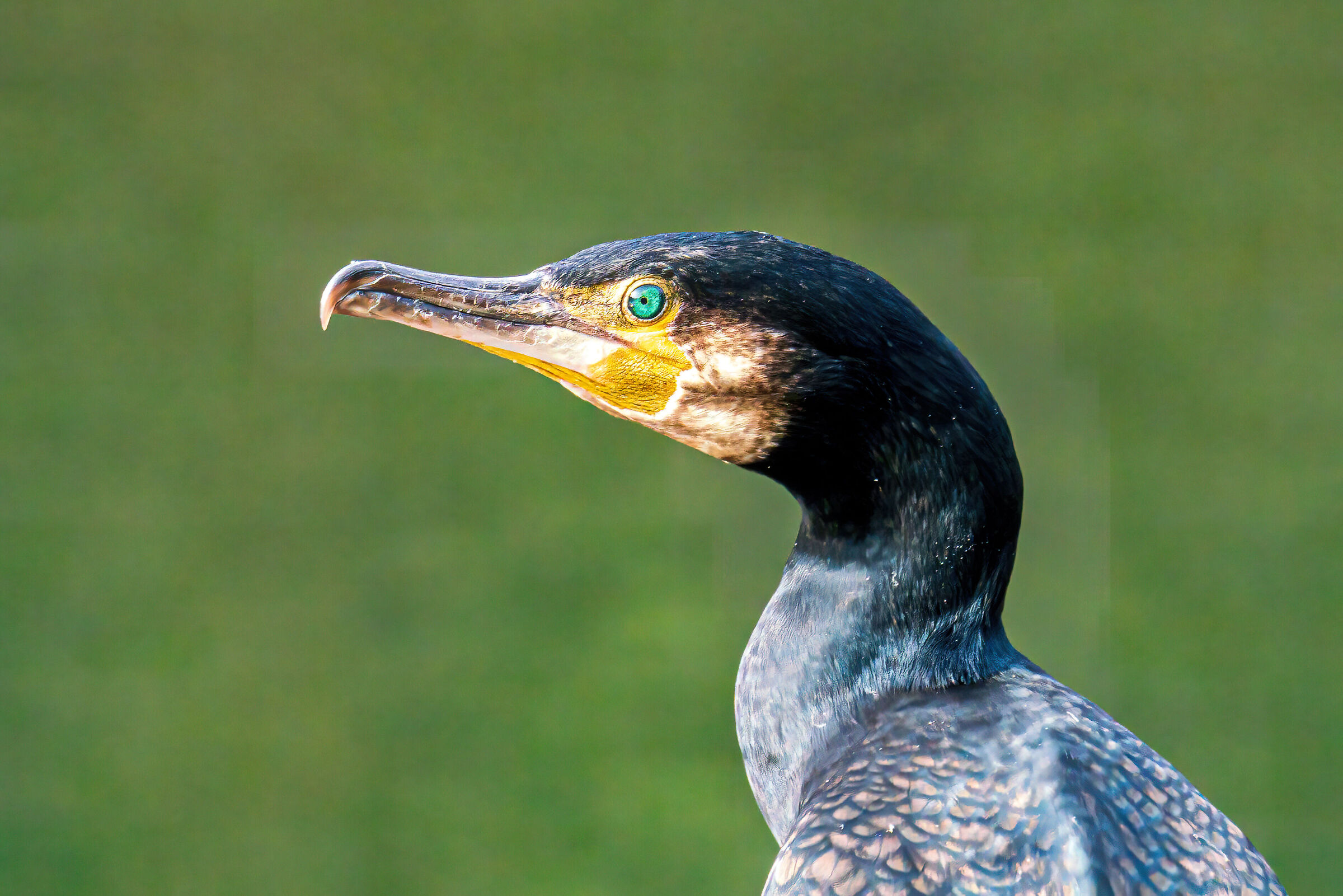 Cormorano