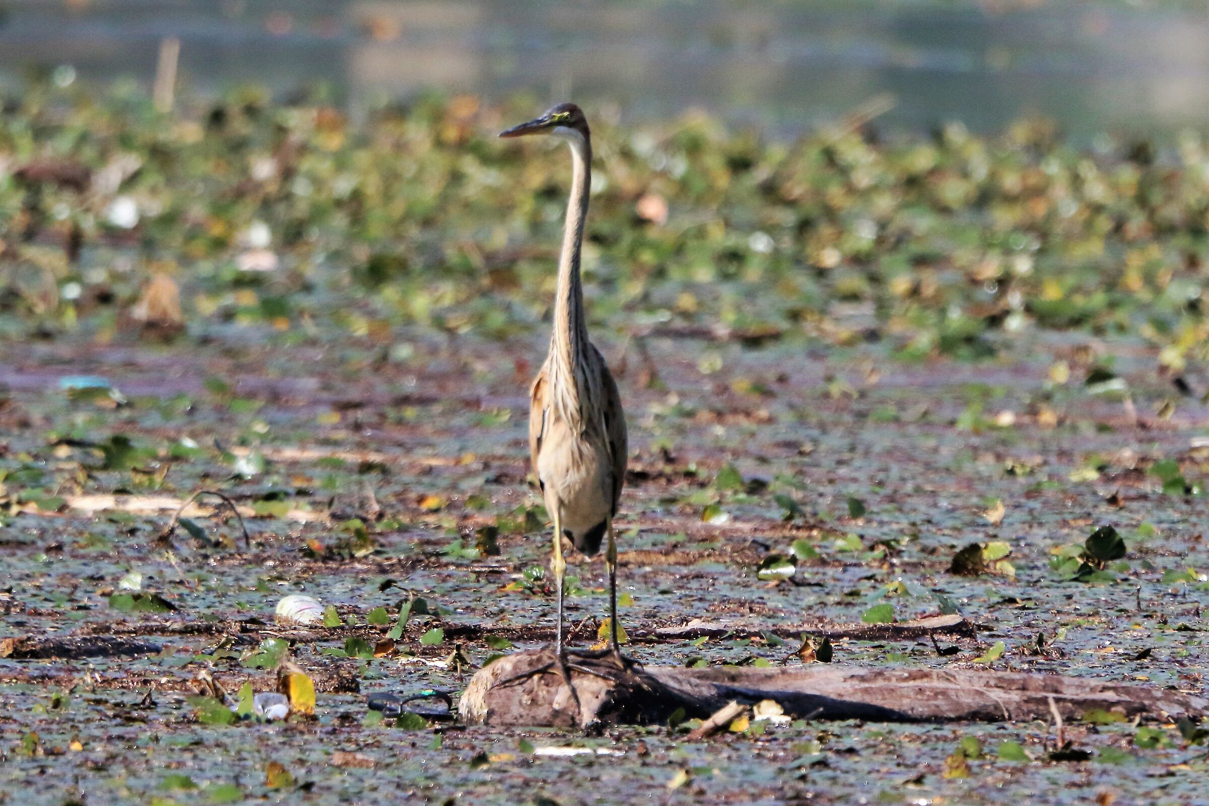 Purple heron