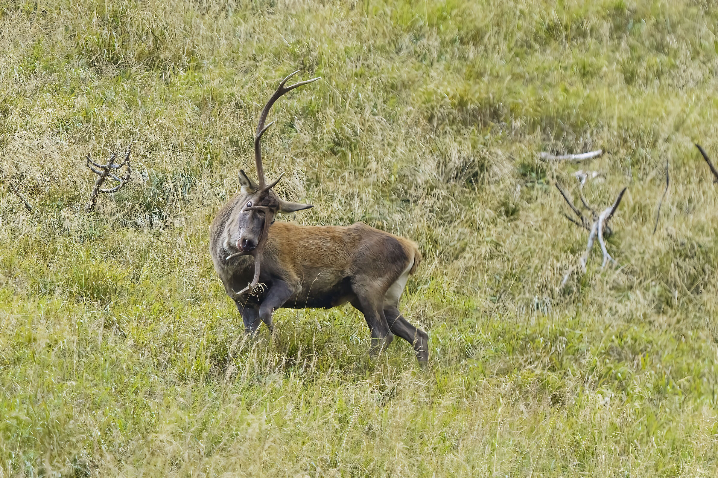 Deer , unforeseen events of the struggles