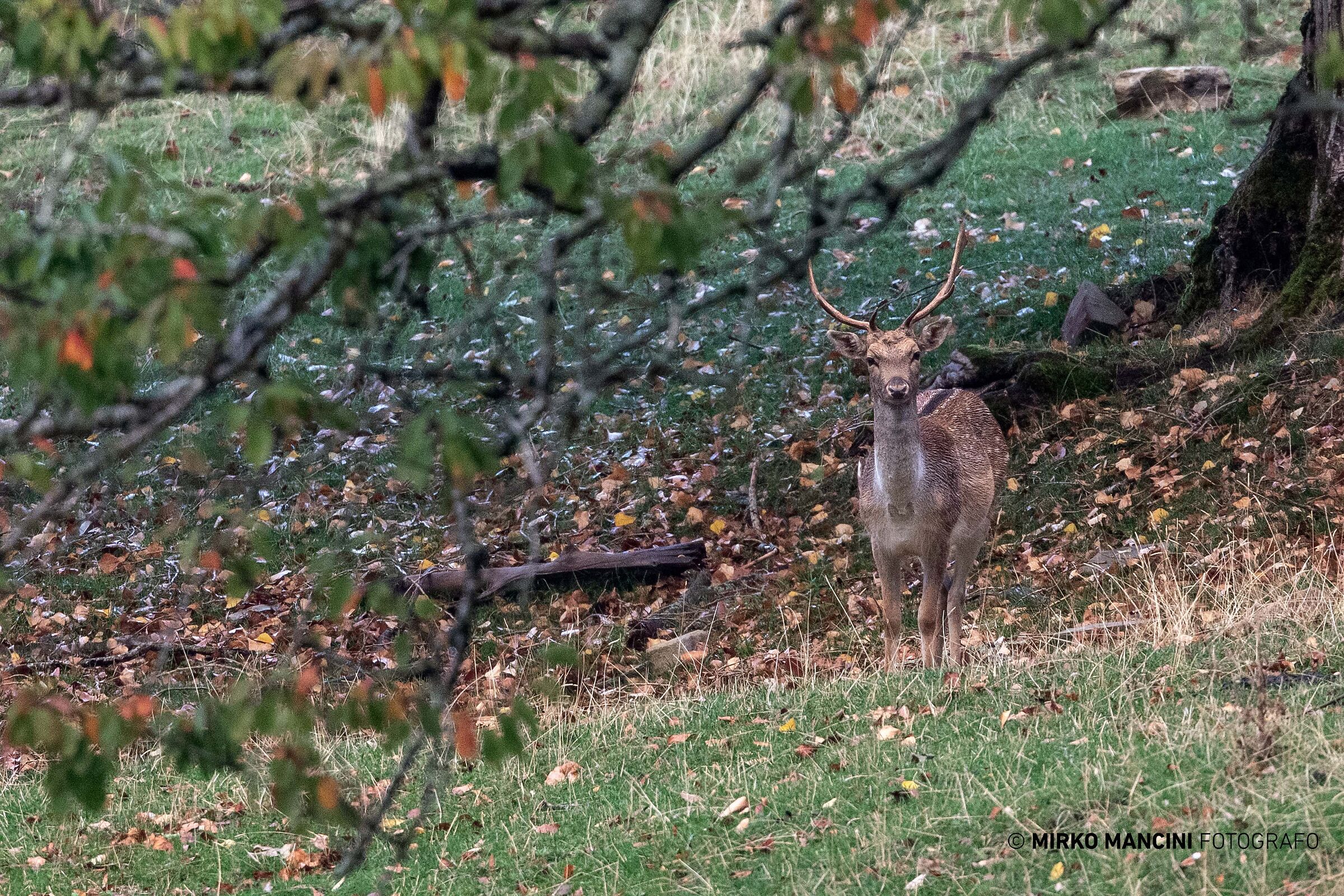 Falla deers and Autumn