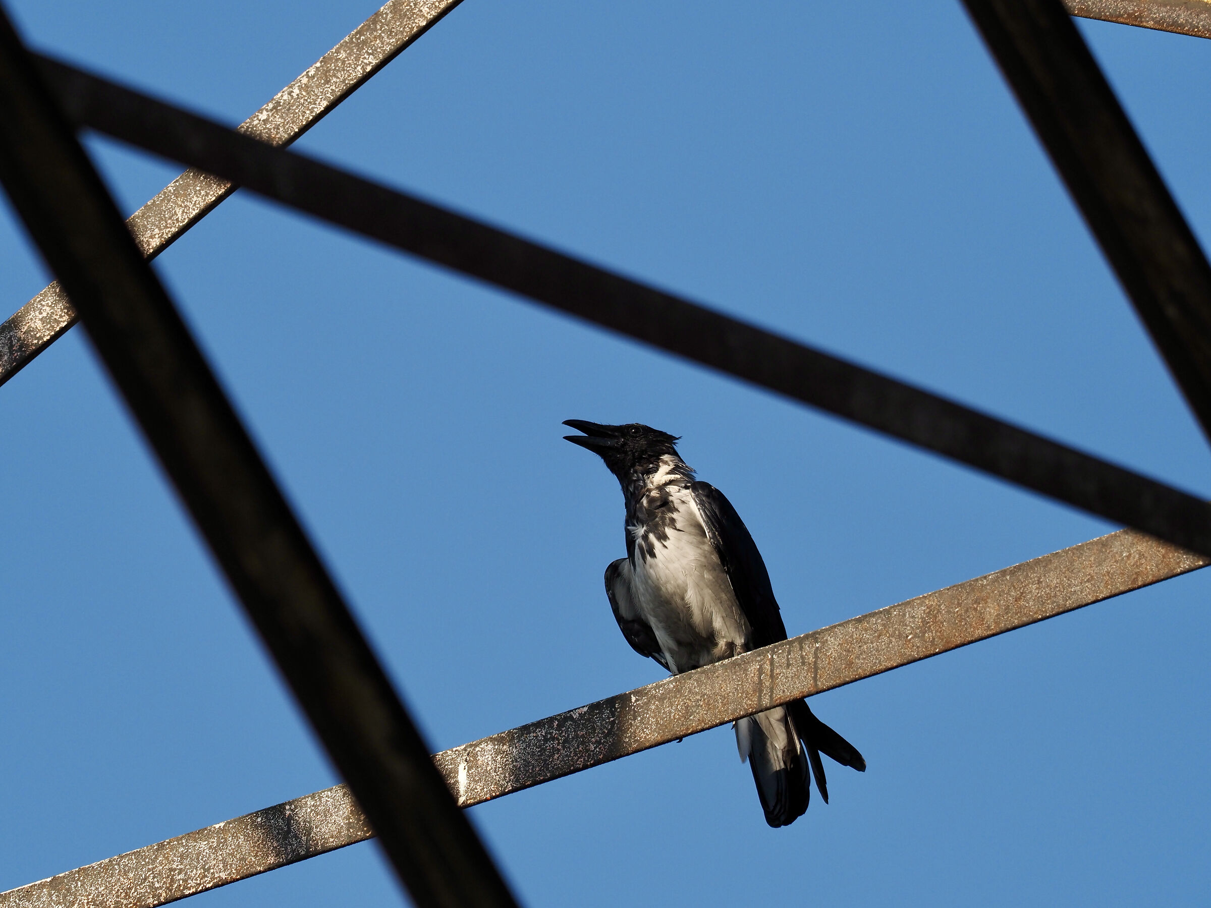 Hooded crow