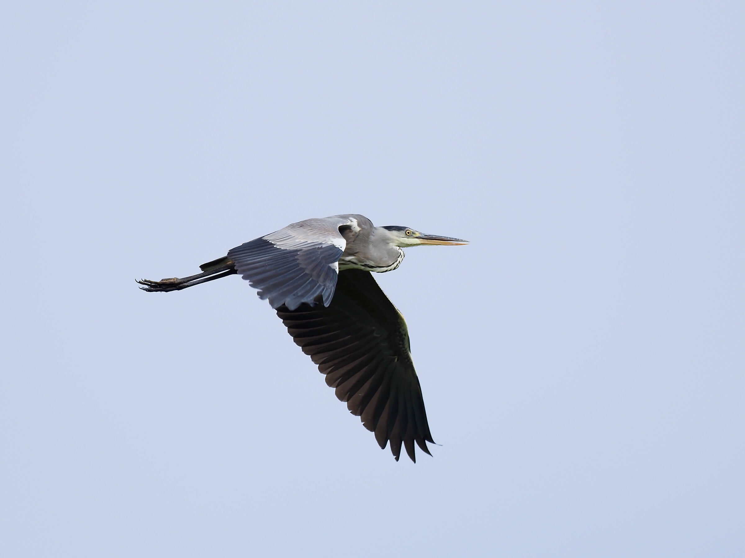 Grey heron