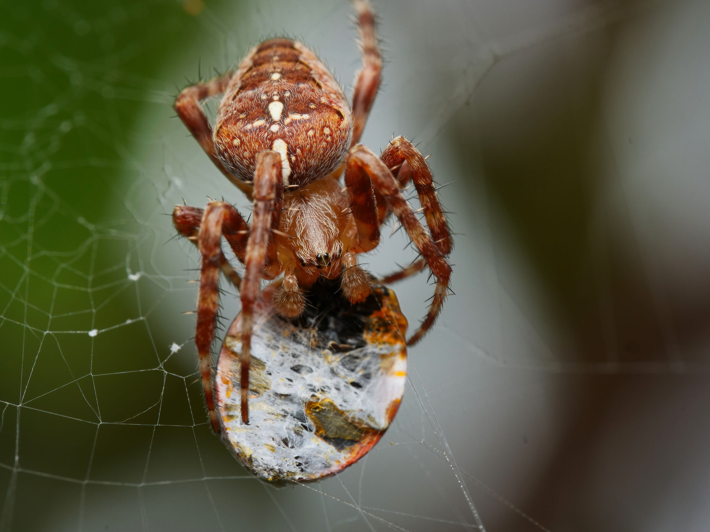 The spider and the ladybug