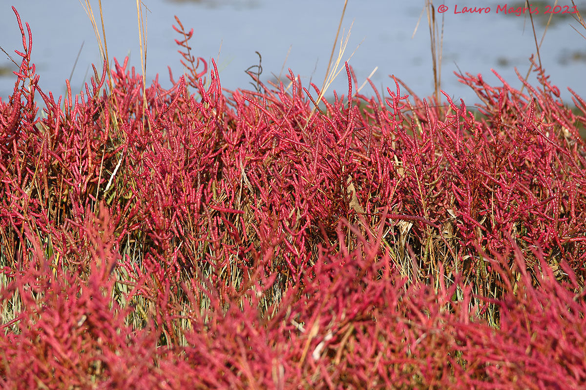 Salicornia veneta