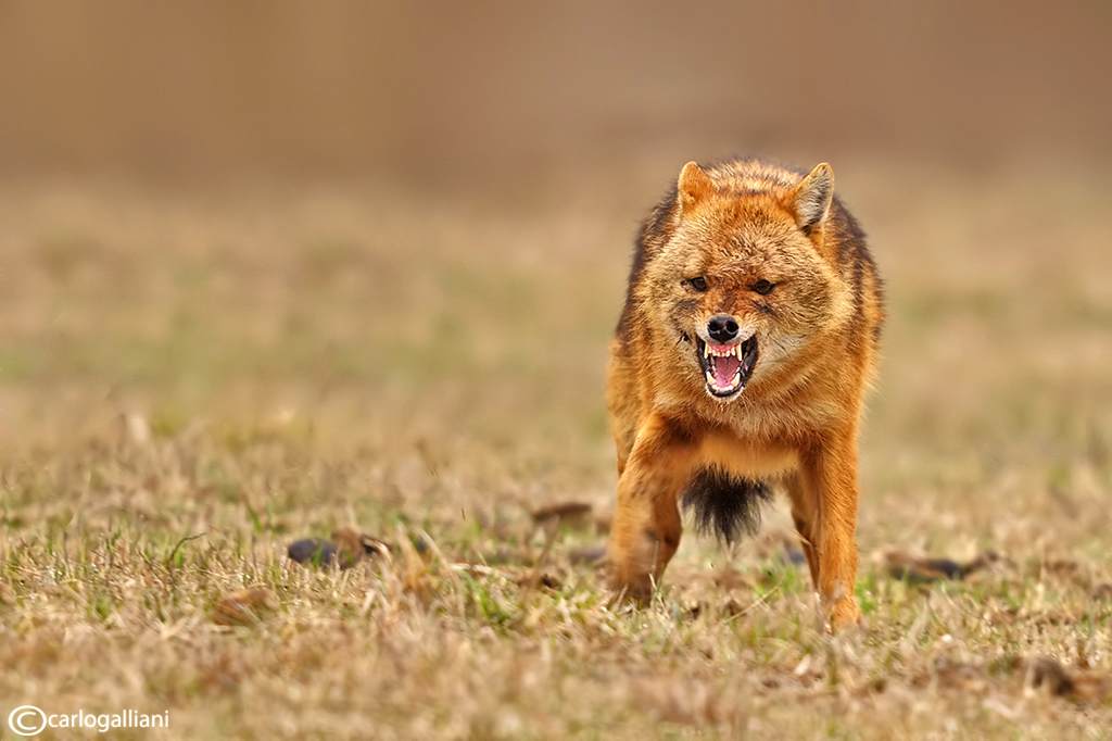 Golden jackal: the male