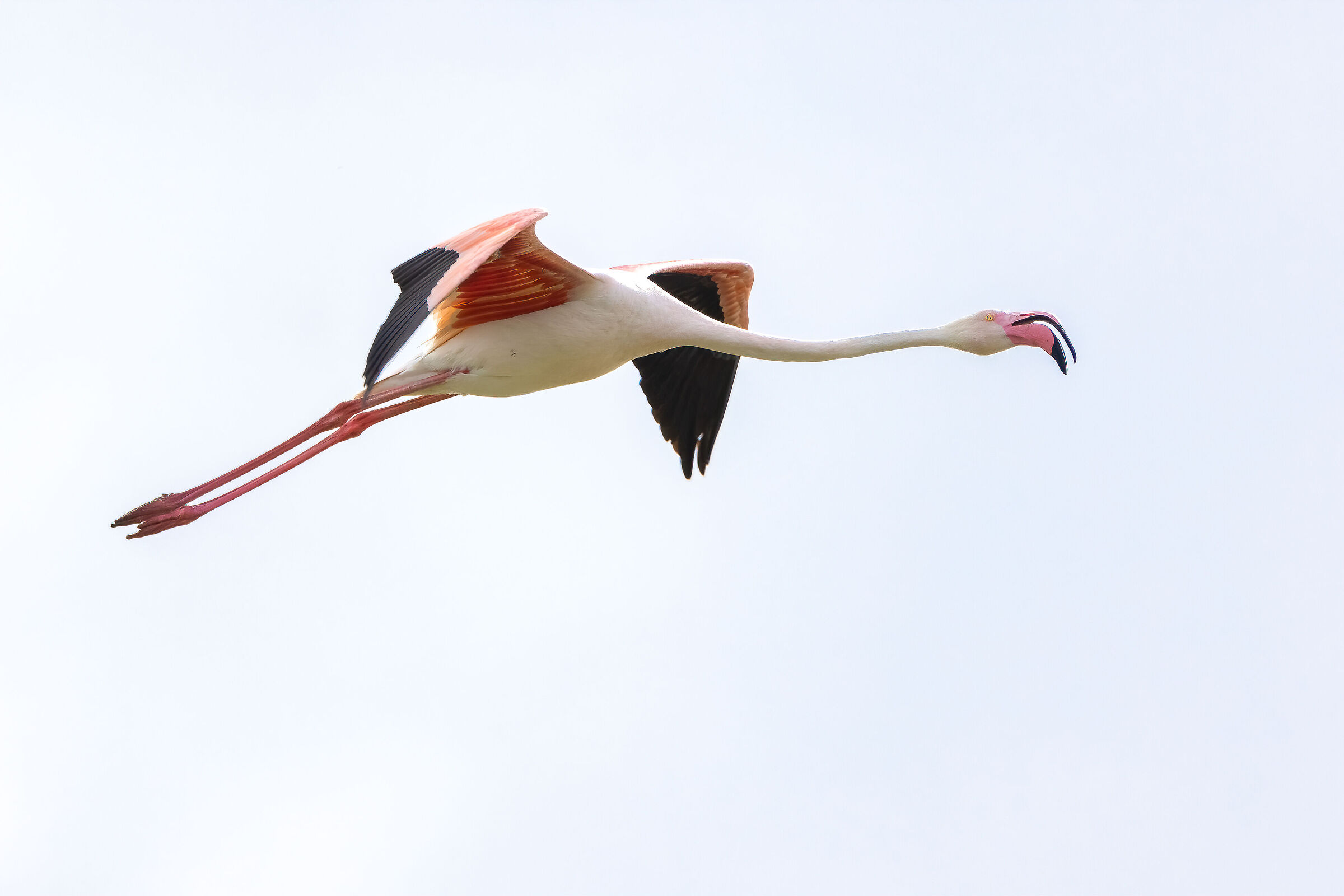 Fenicottero Rosa in volo