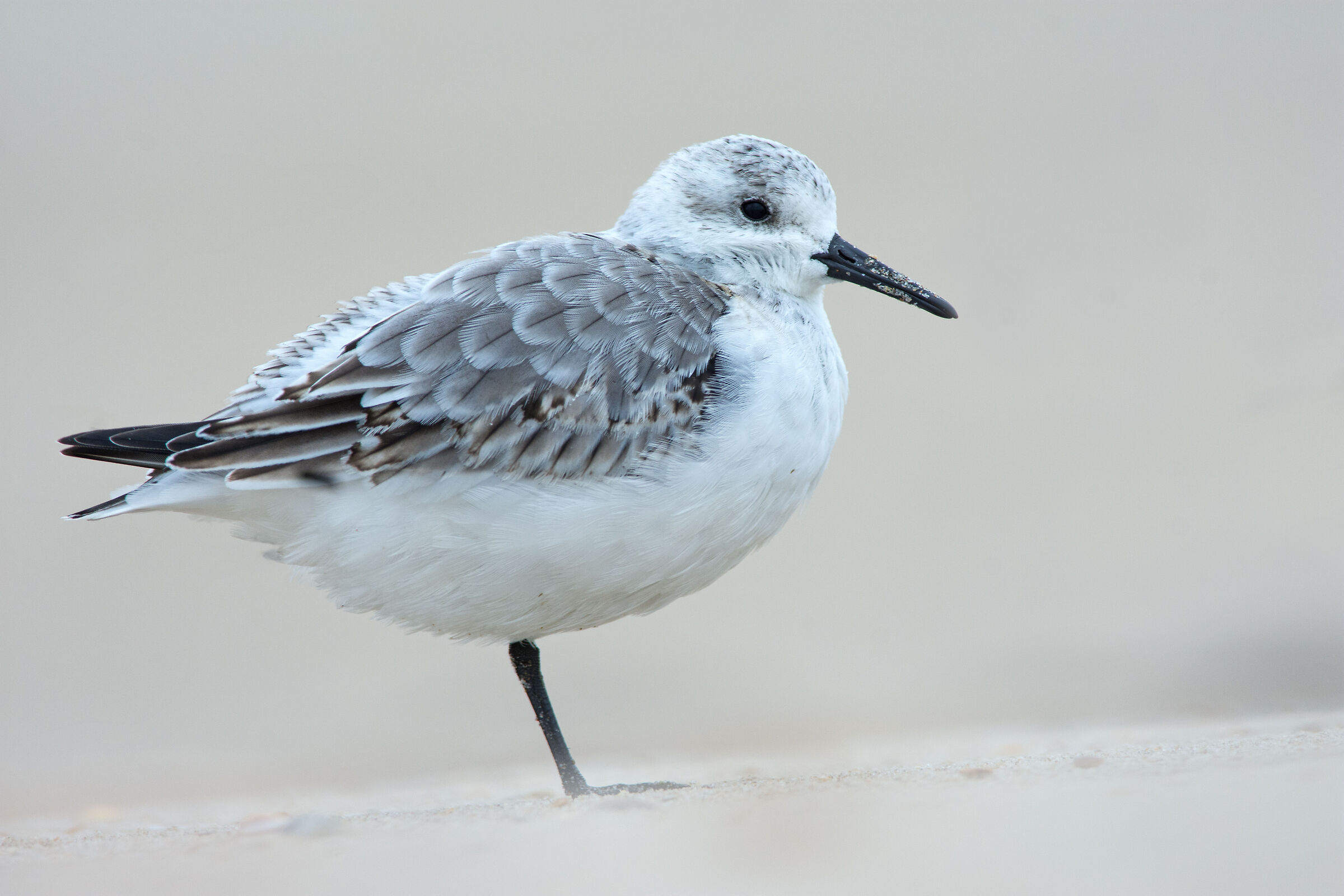 Sanderling