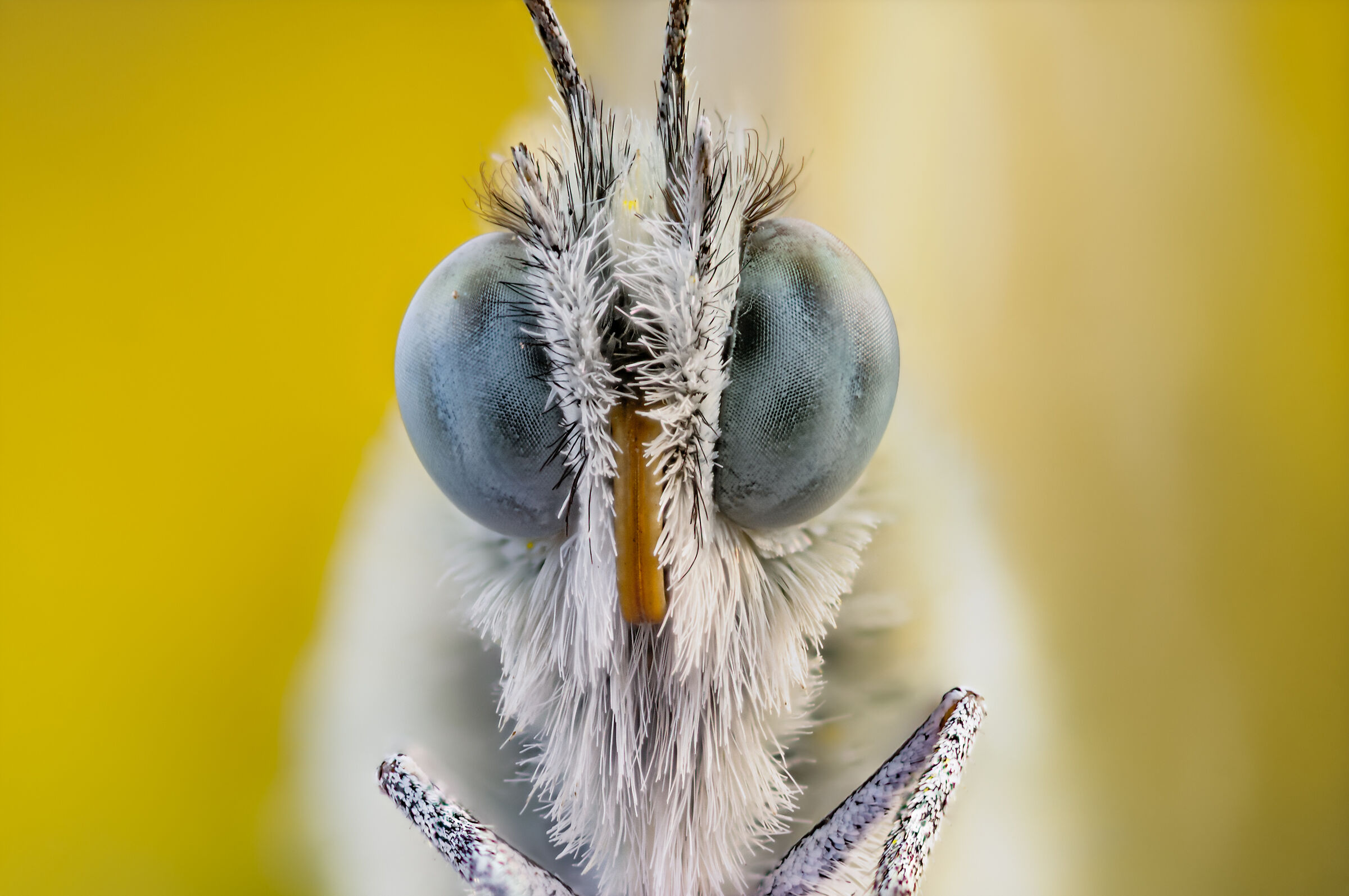 Ritratto di farfalla