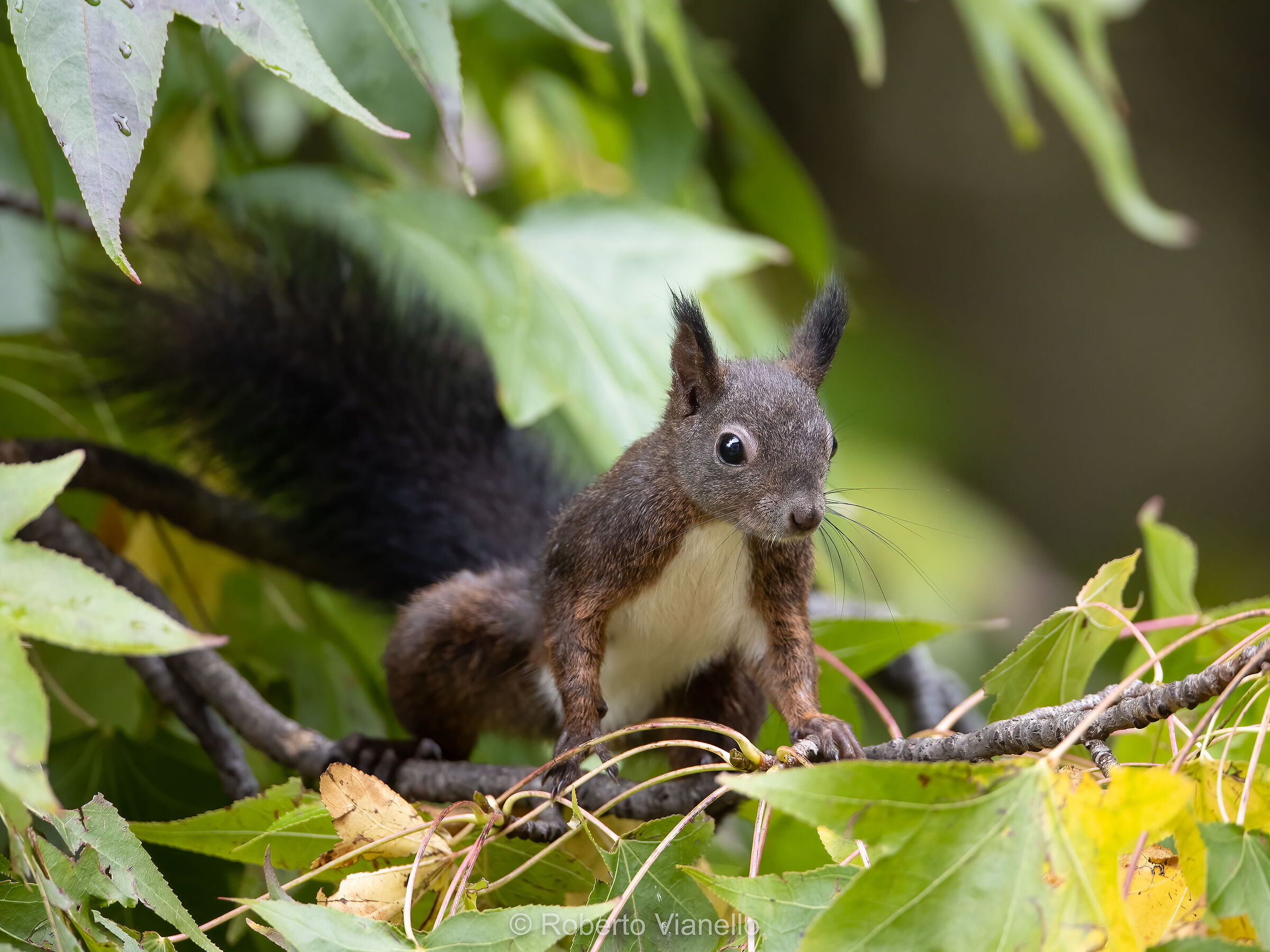 Scoiattolo comune (Sciurus vulgaris)