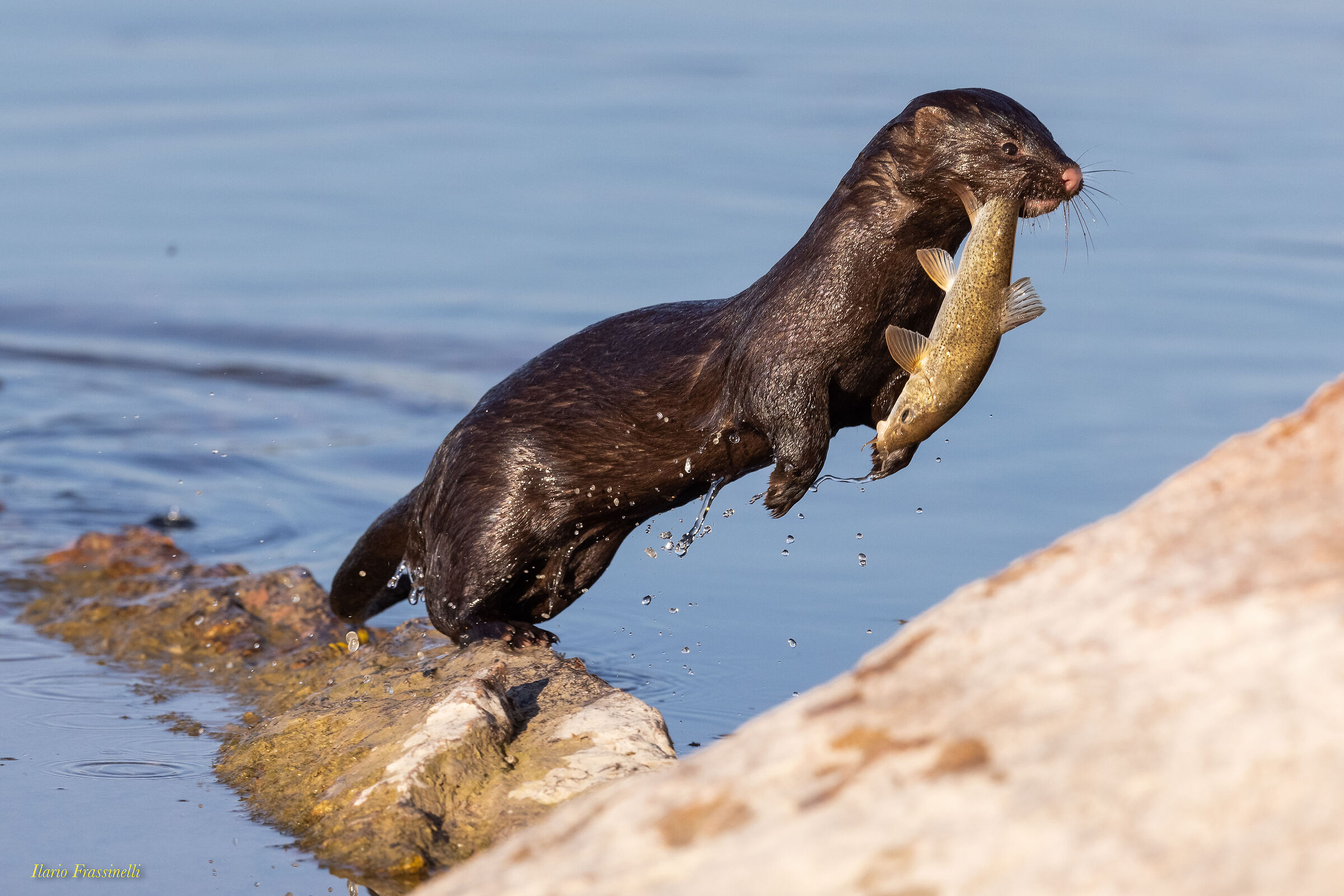 American Mink