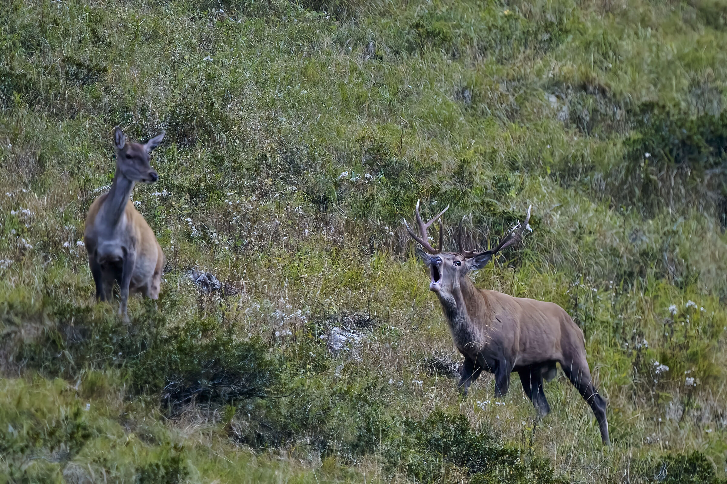 Deer , serenade of love