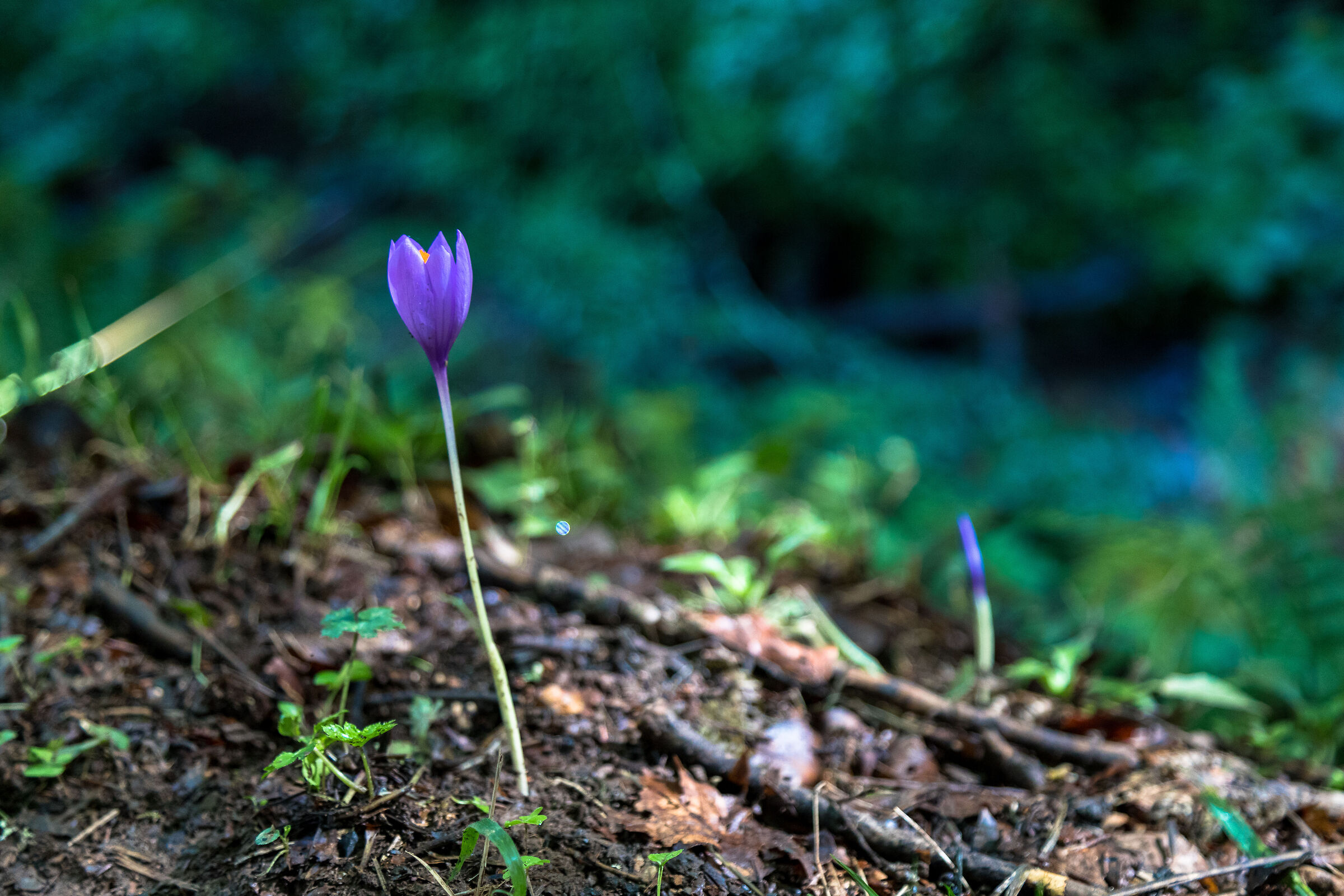 Wild saffron