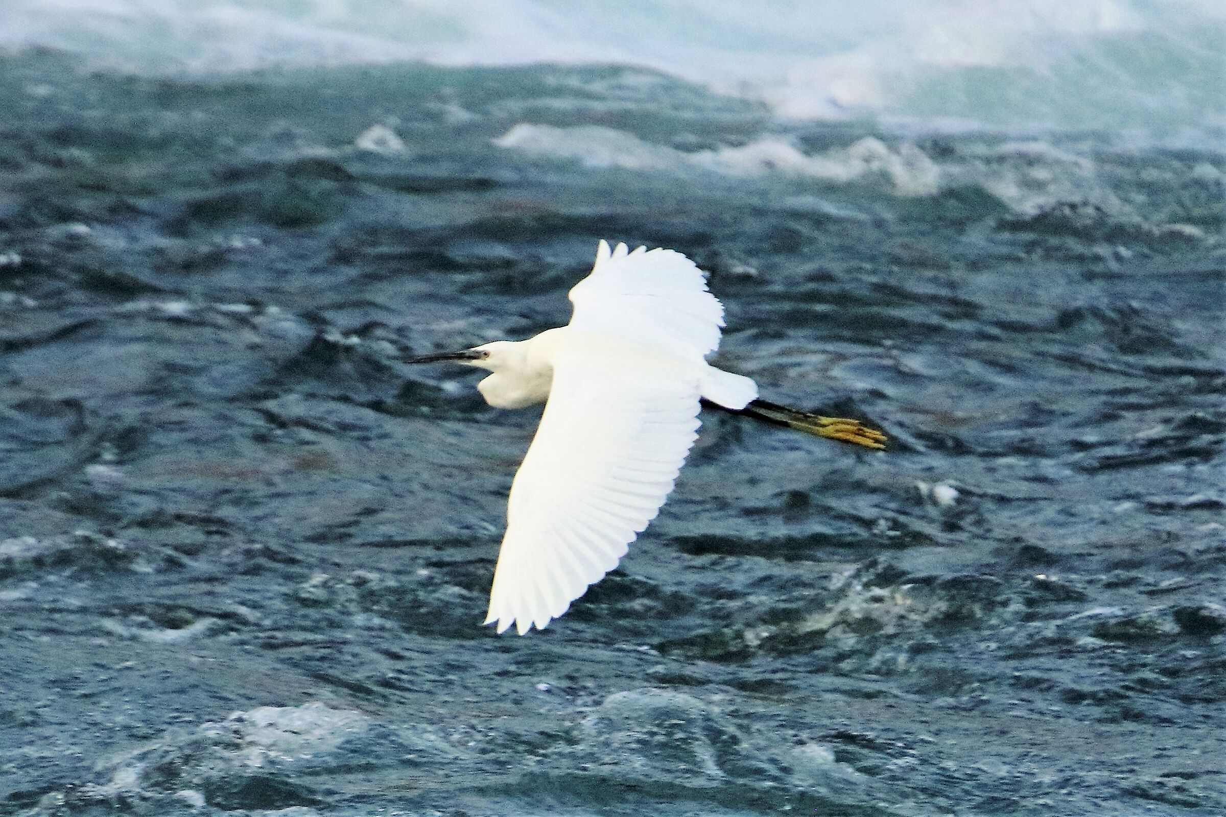 Egret 24-09 054