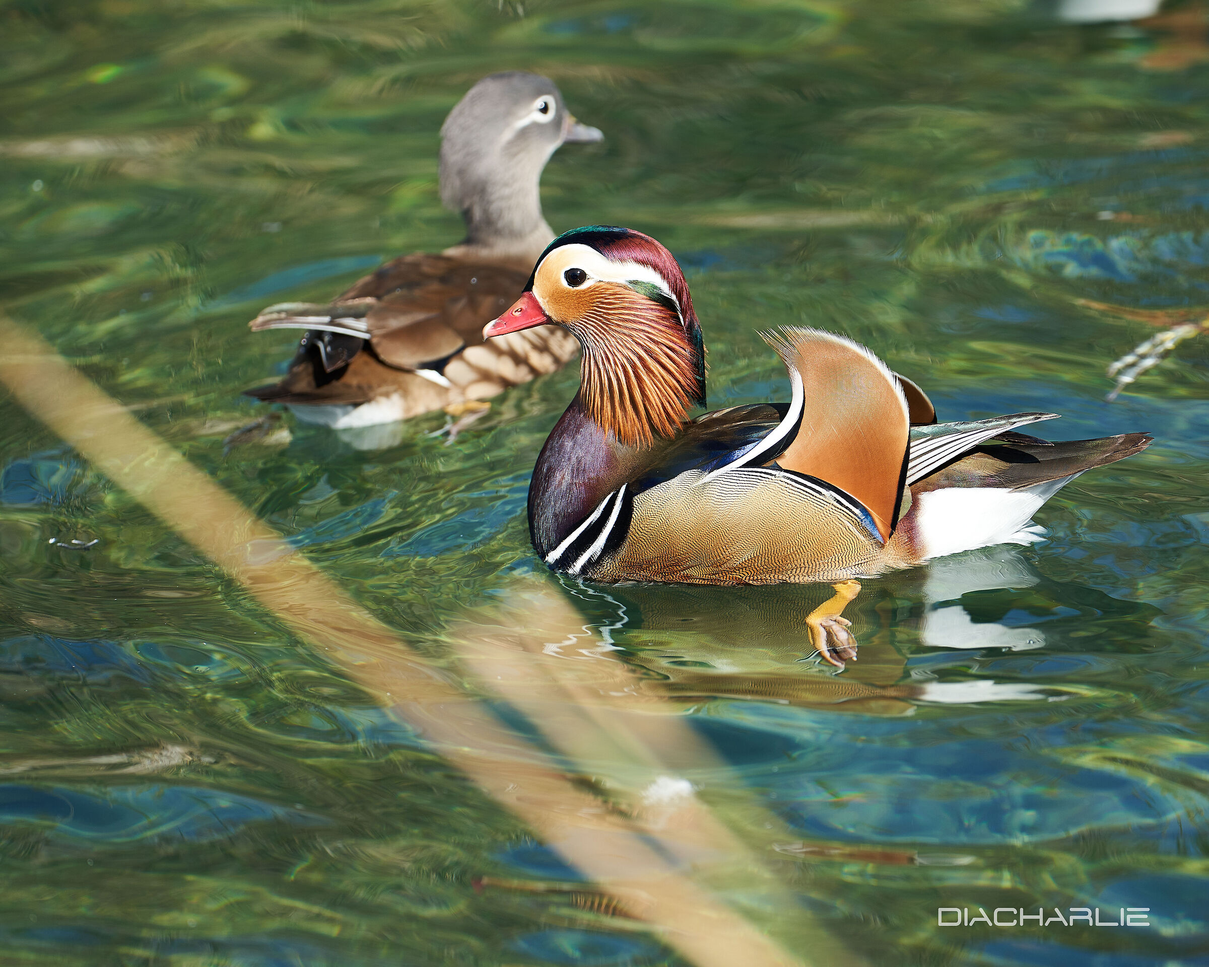 duck