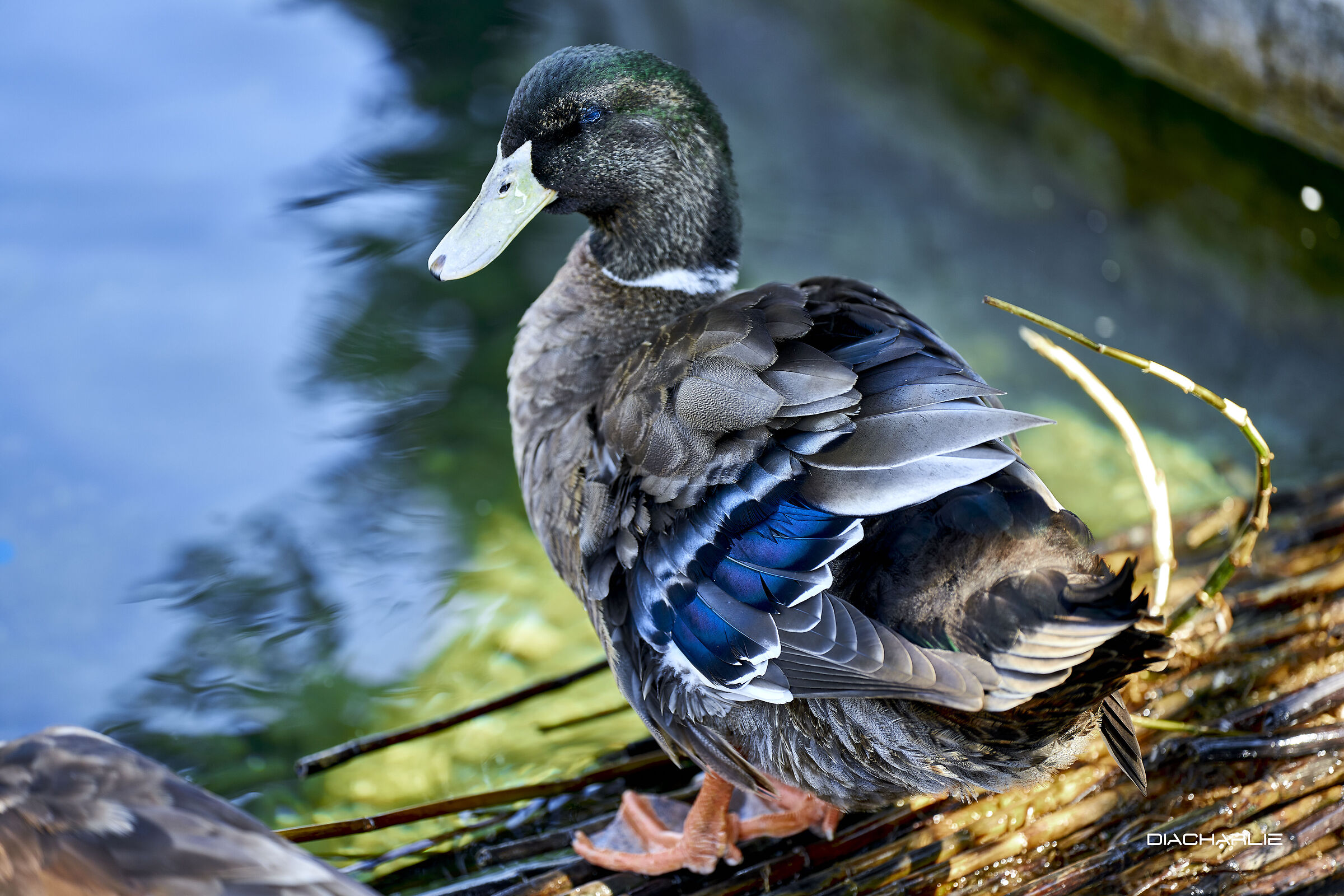 duck