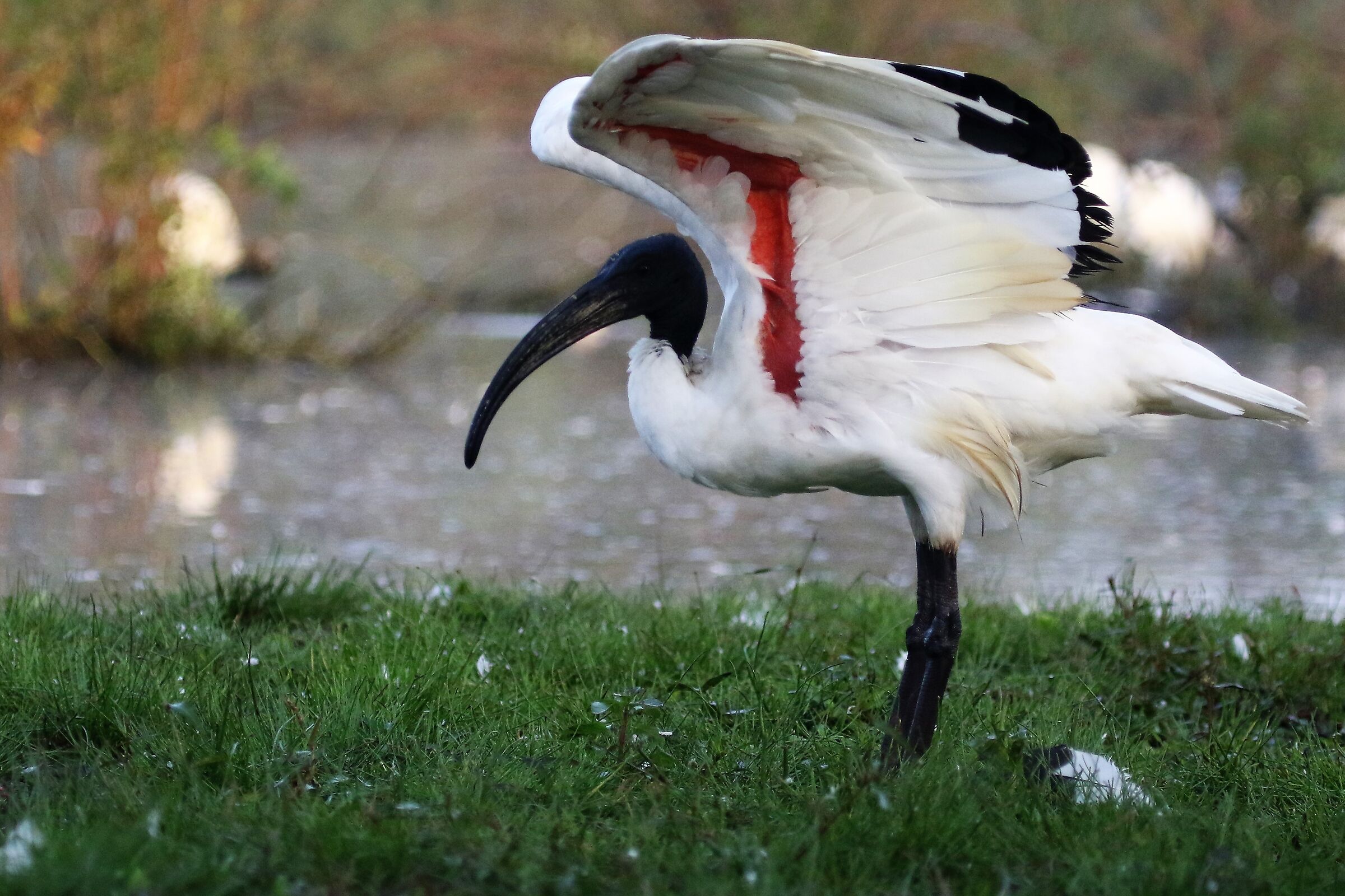 sacred ibis