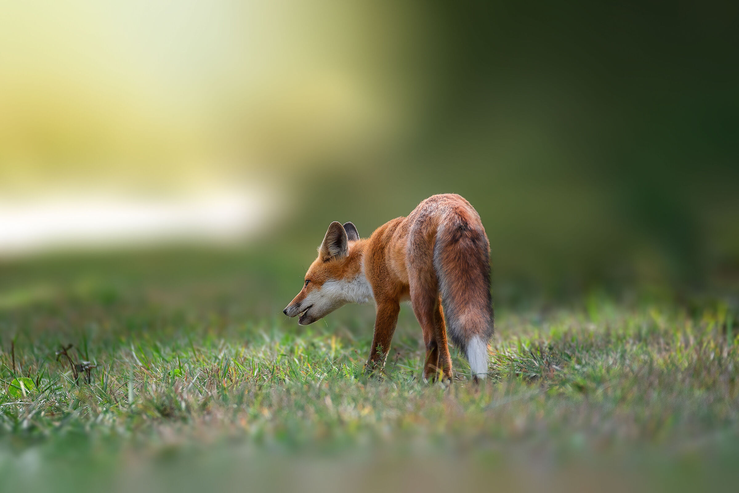 Red Fox
