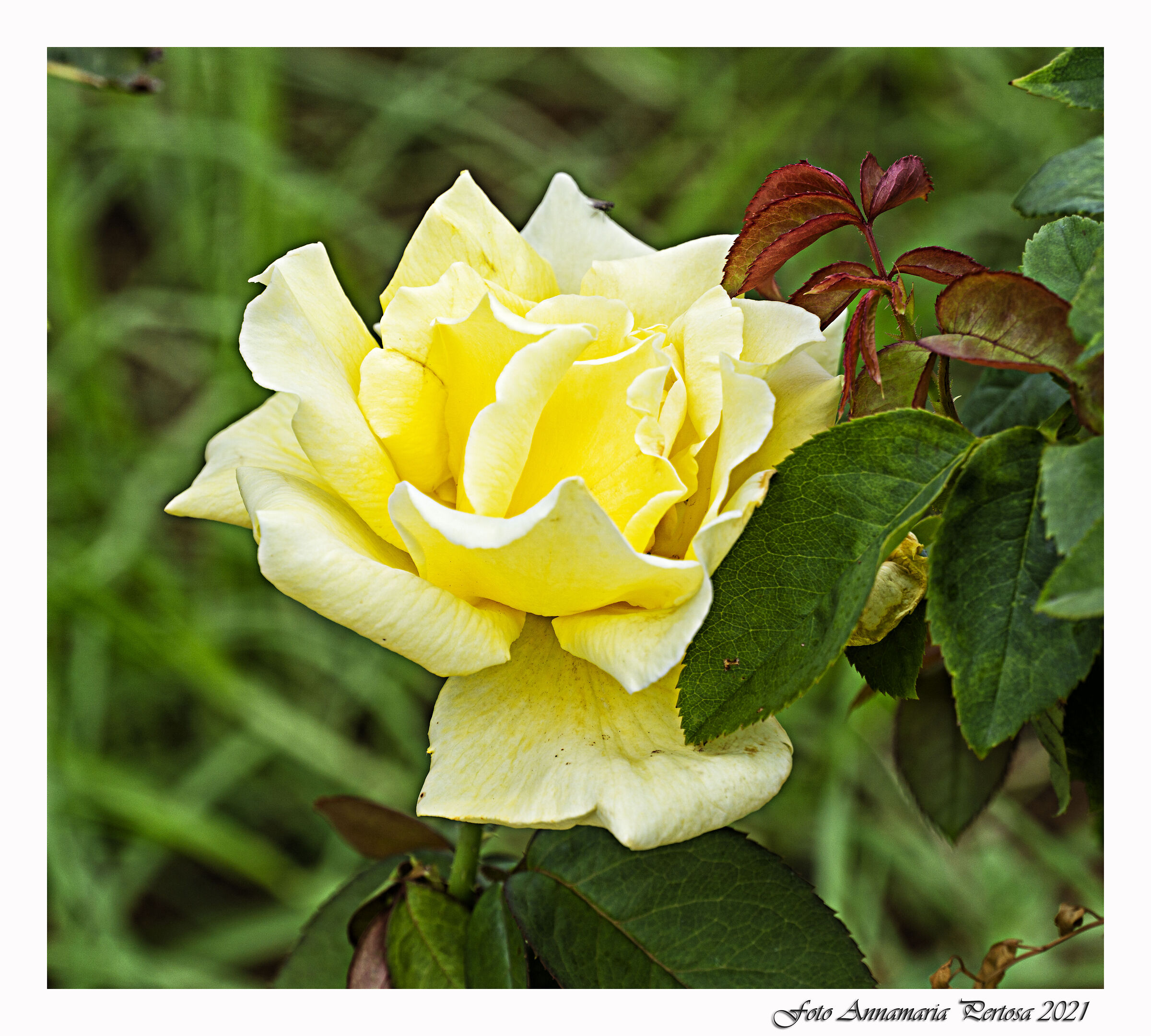 Quasi in riva al mare