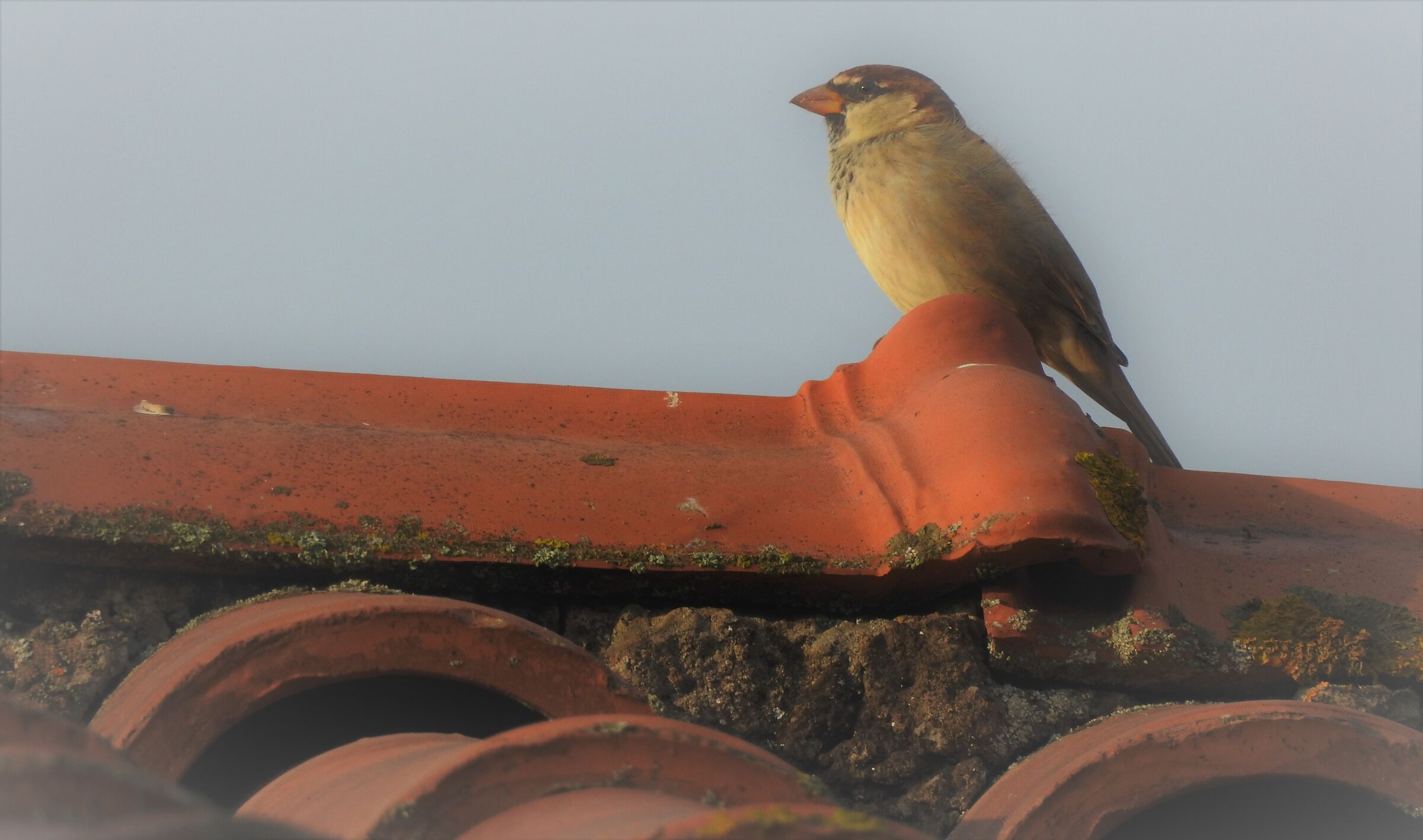 Passero - passer domesticus