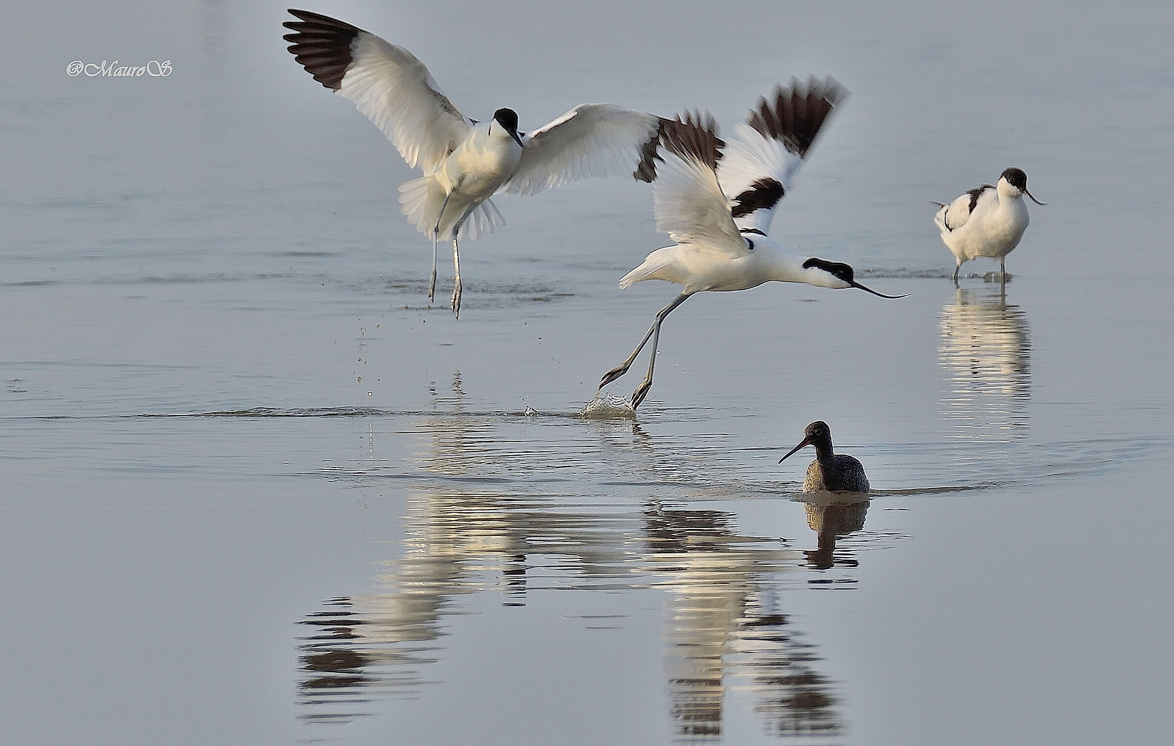 Avocets