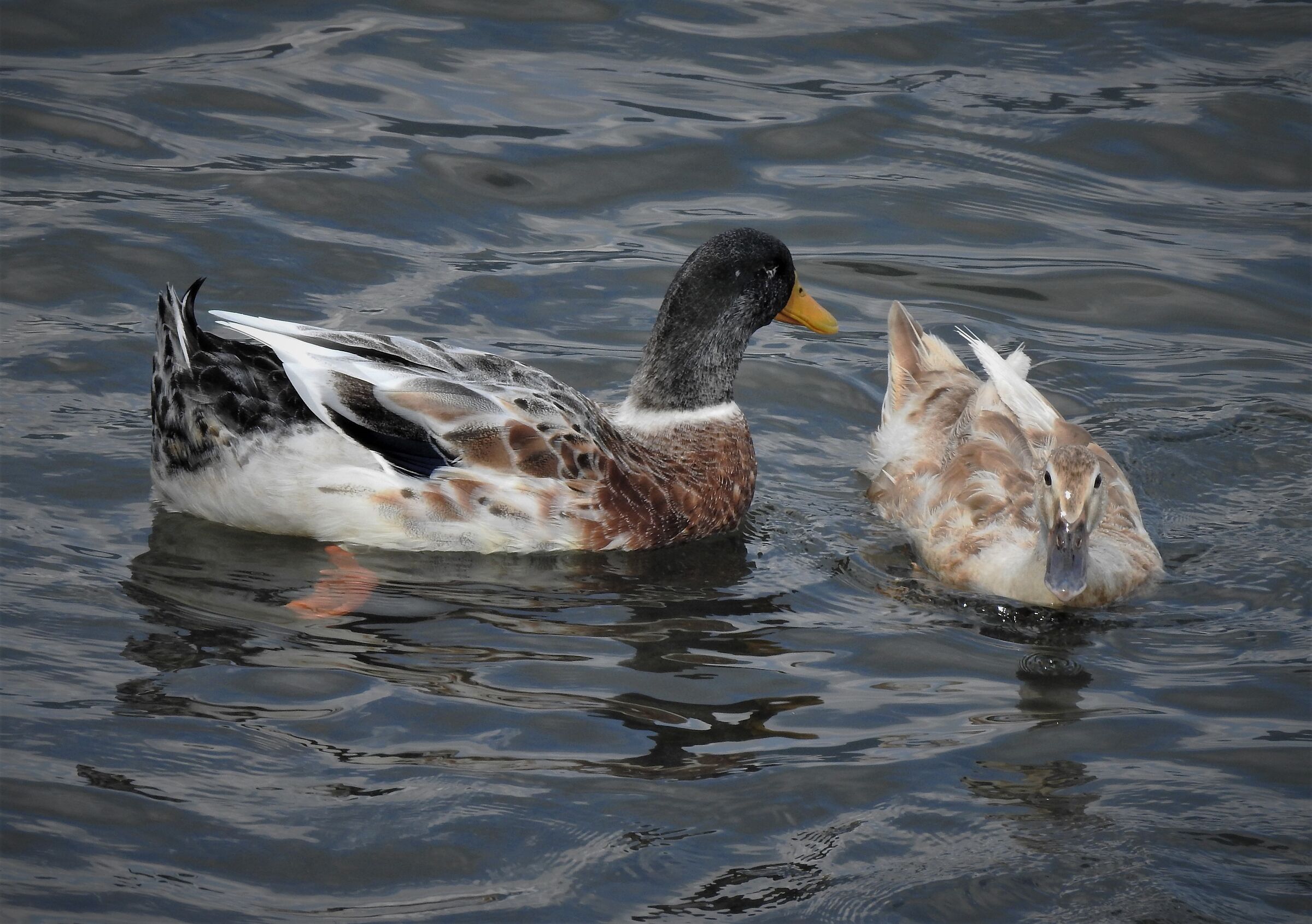 Germani - anas platynchos