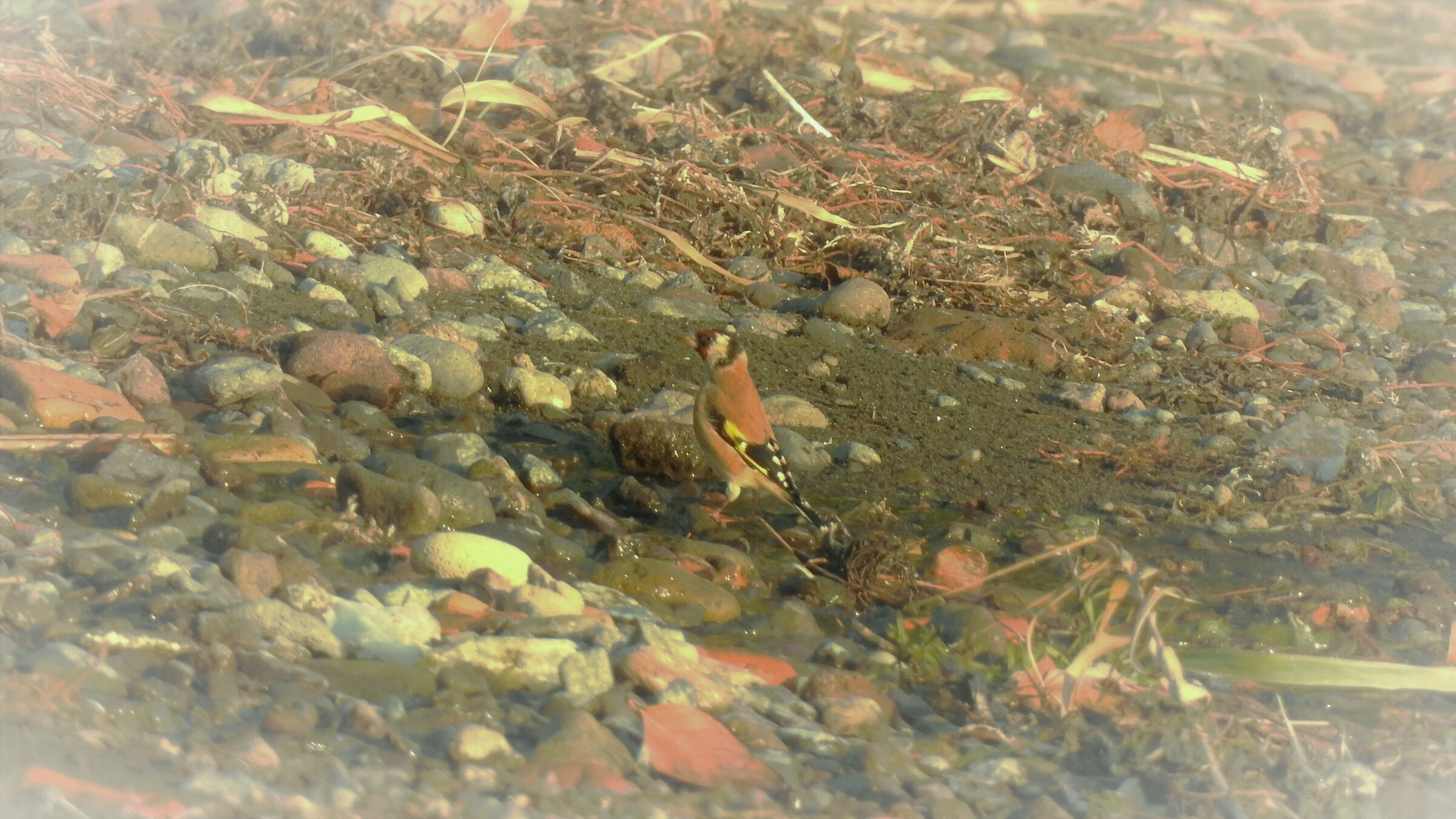 cardellino - carduelis carduelis