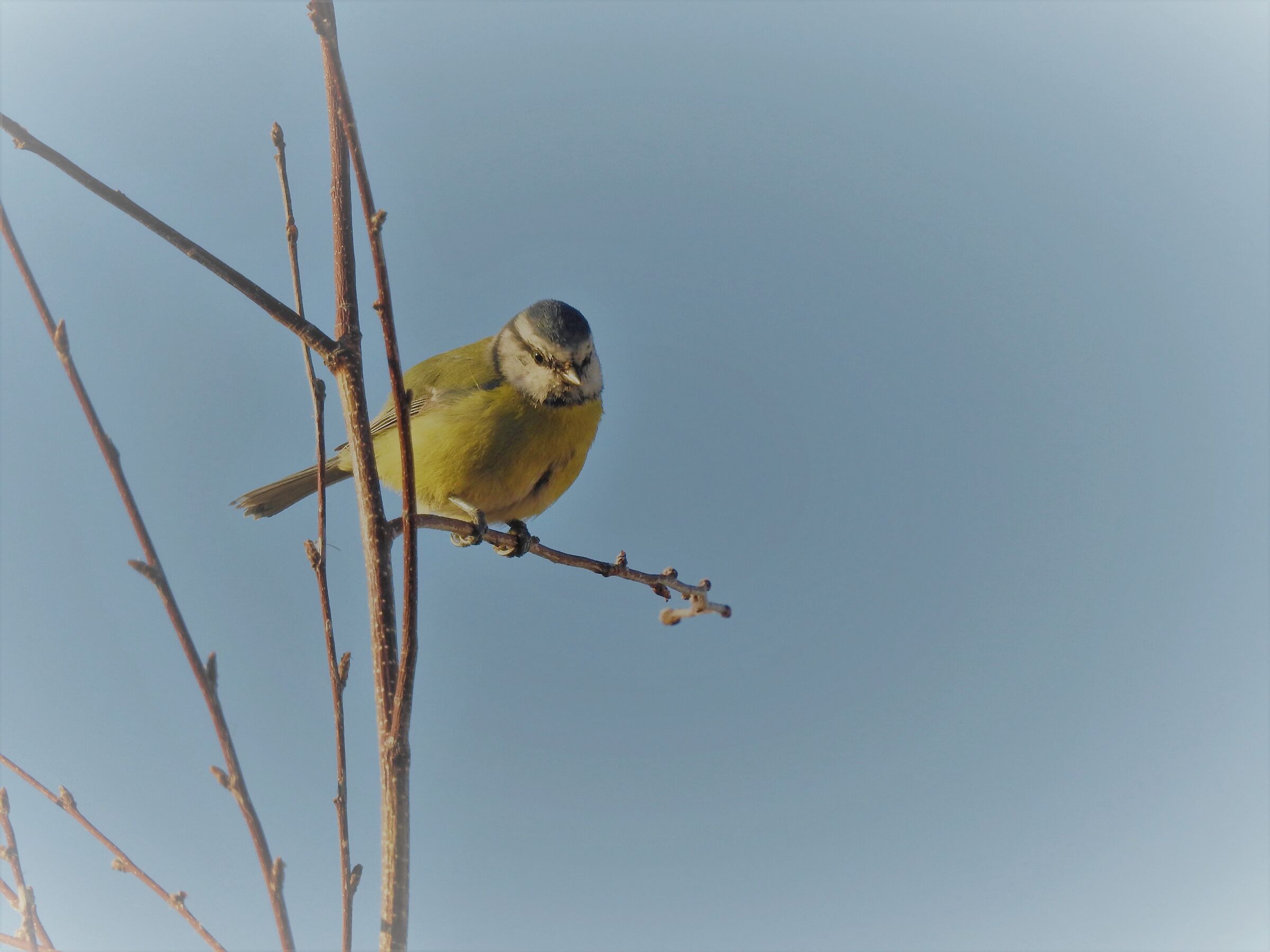 cinciarella - parus caeruleus