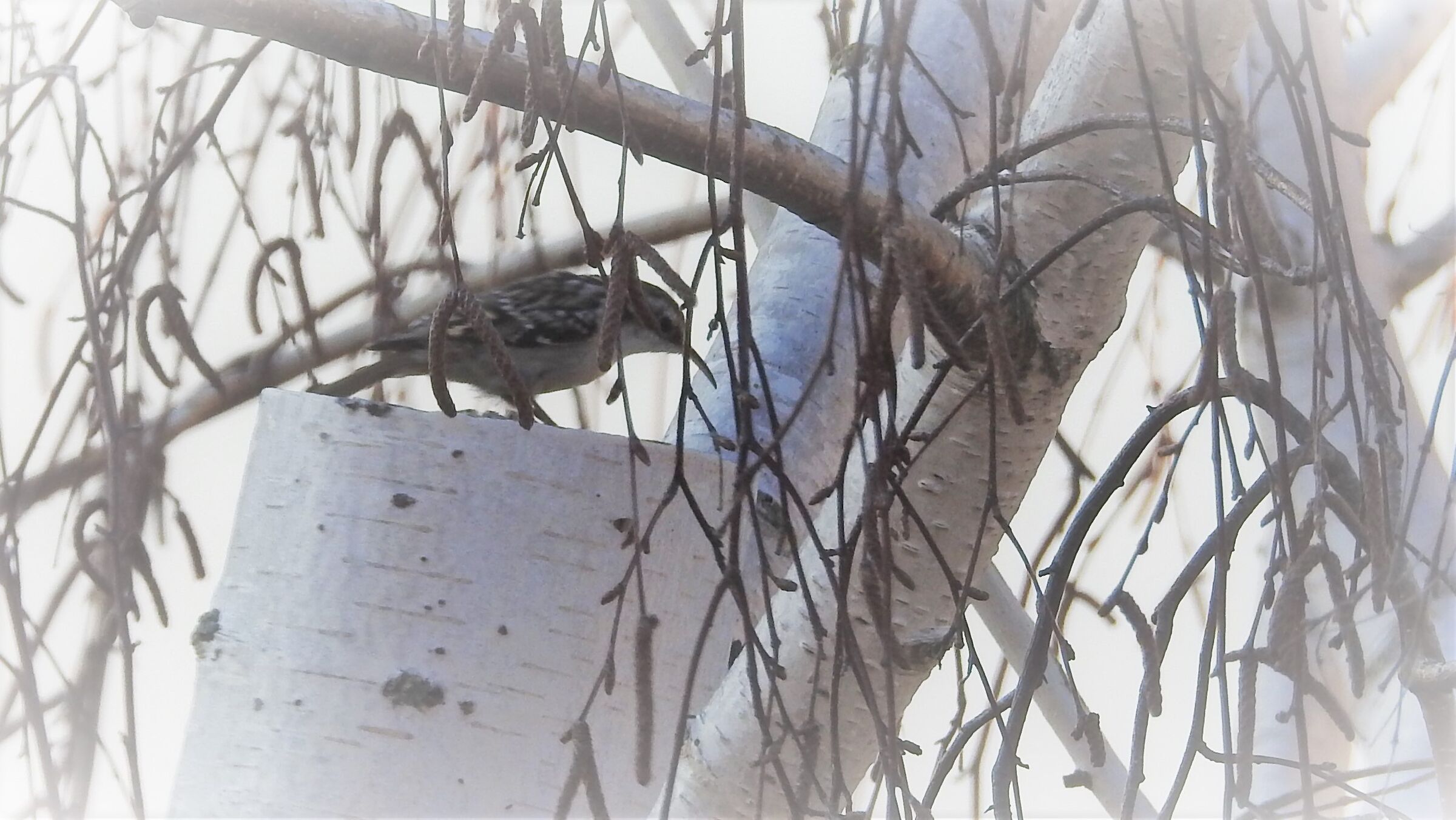 nocciolaia - nucifraga caryocatactes