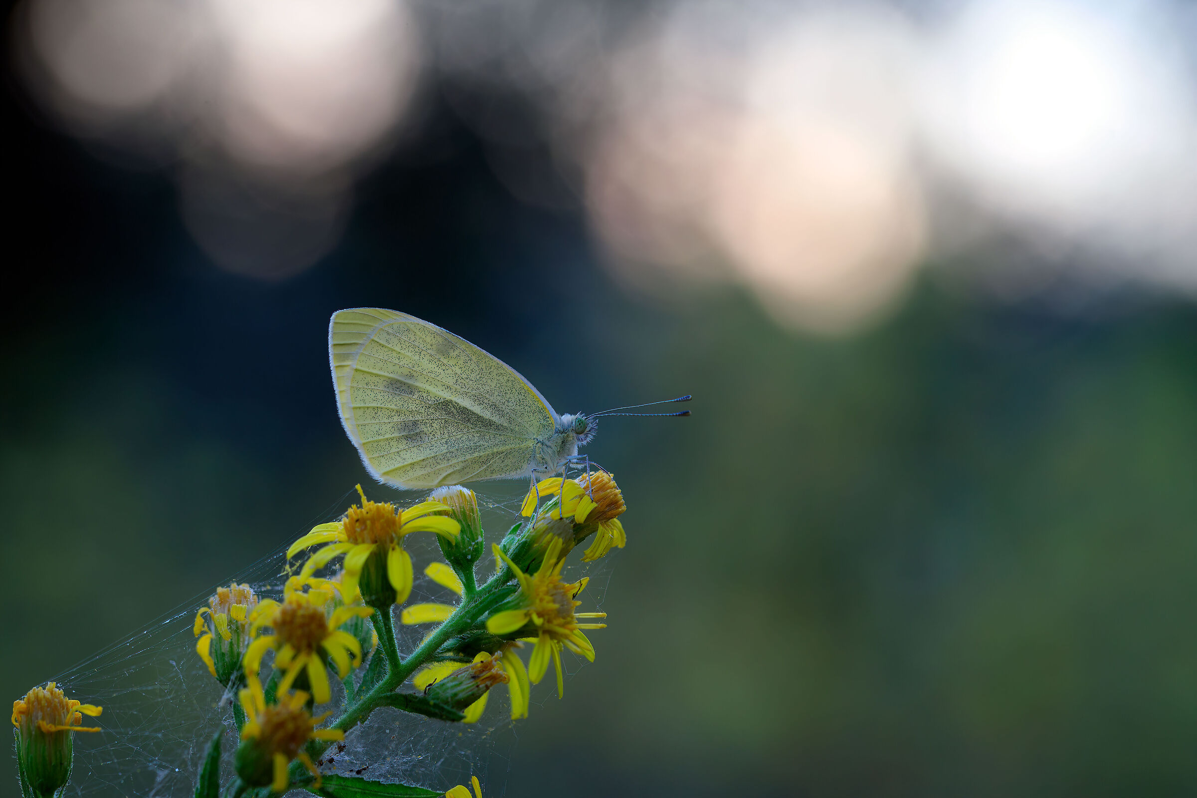 Pieris brassicae