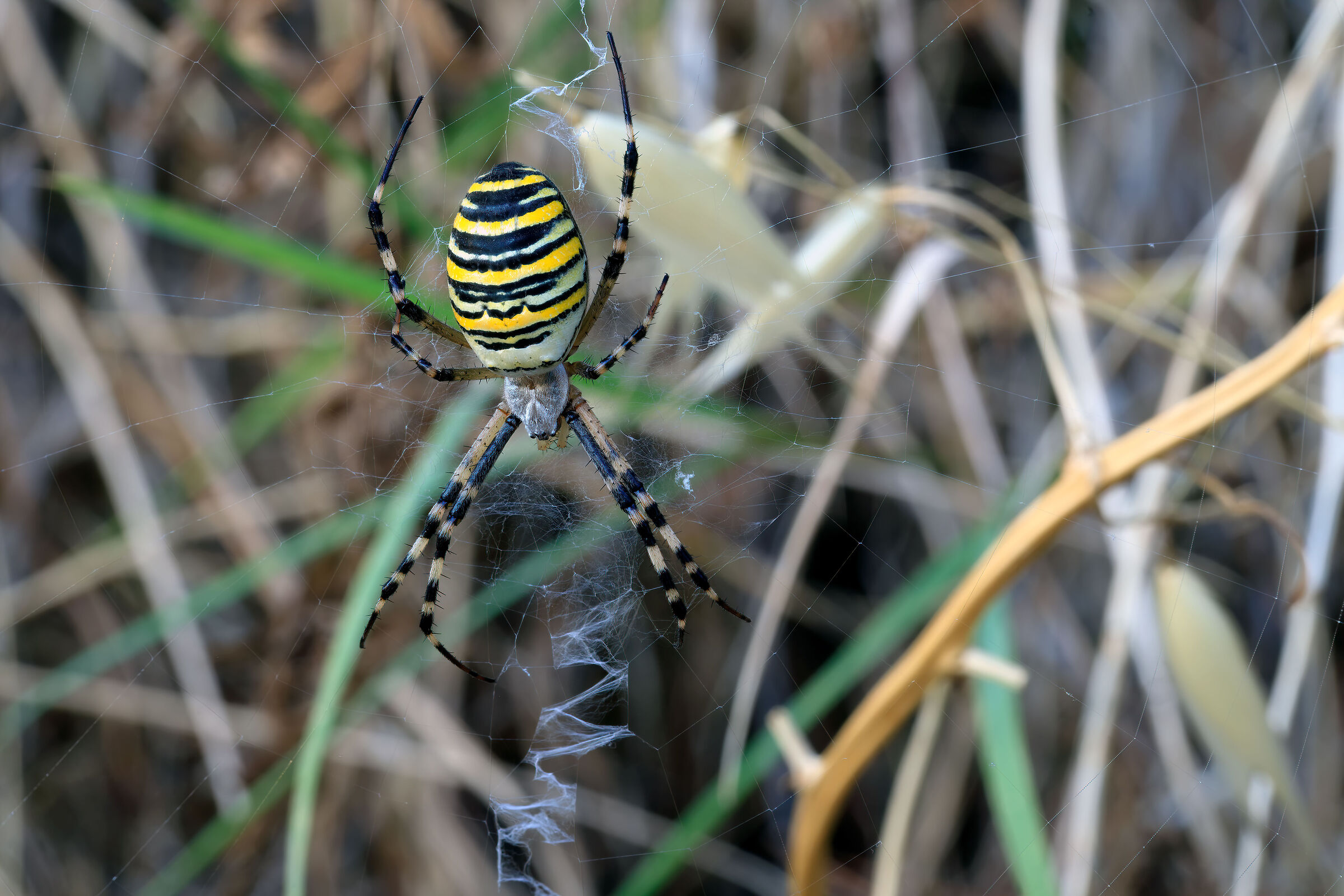 Argiope