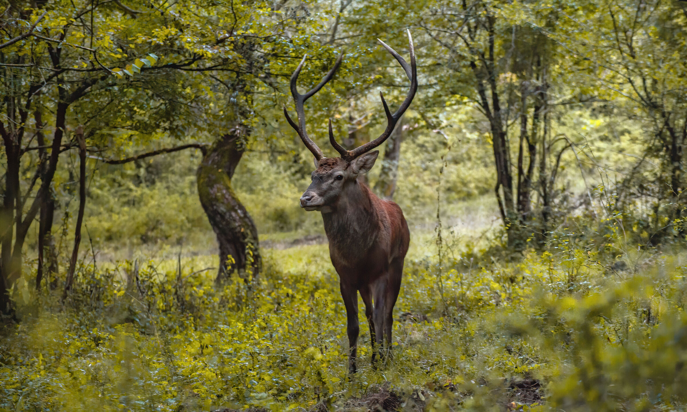 L'eleganza del cervo nobile