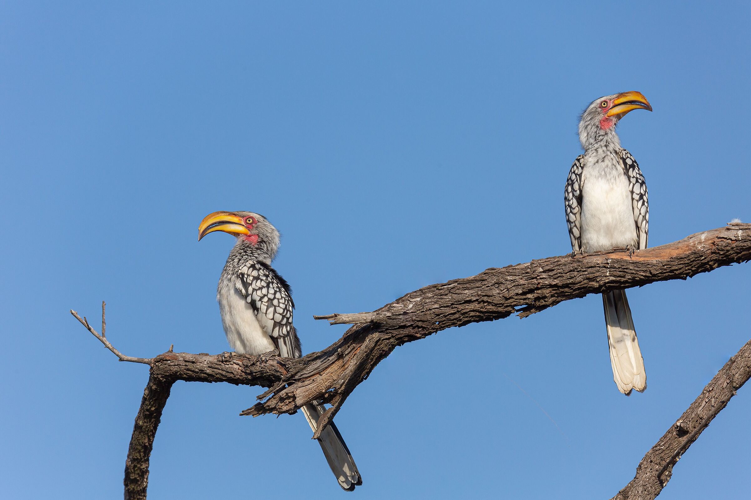 La coppia.. scoppia...