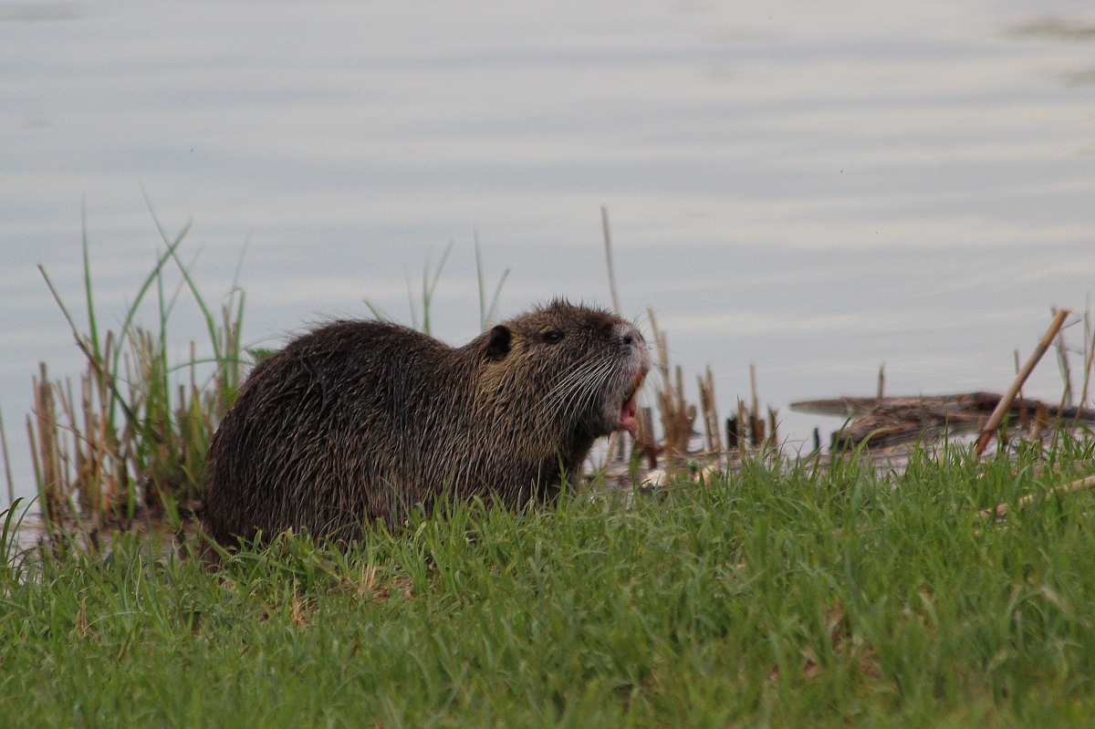 nutria
